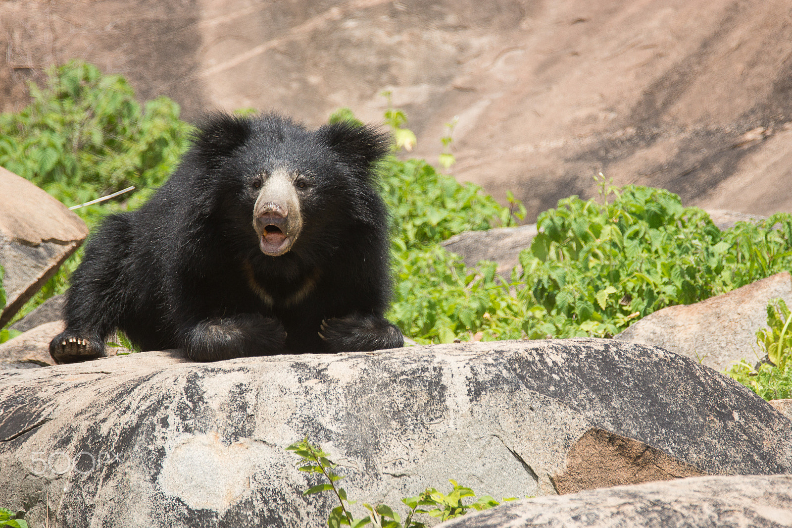 Sony SLT-A65 (SLT-A65V) + Tamron SP 150-600mm F5-6.3 Di VC USD sample photo. Cry of the sloth bear photography