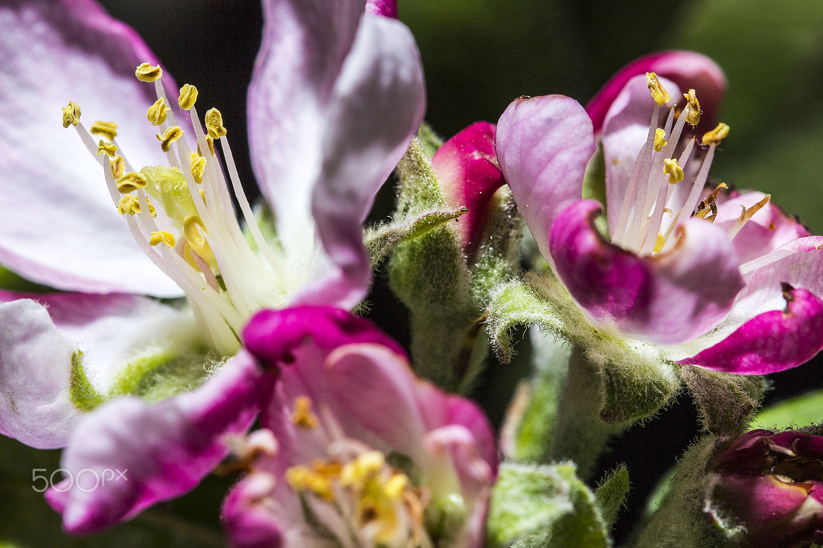 Canon EF 100mm F2.8L Macro IS USM sample photo. Texturas photography