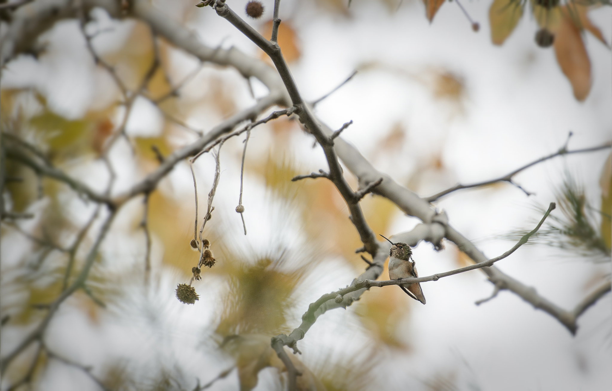 Nikon Df sample photo. Aloha photography
