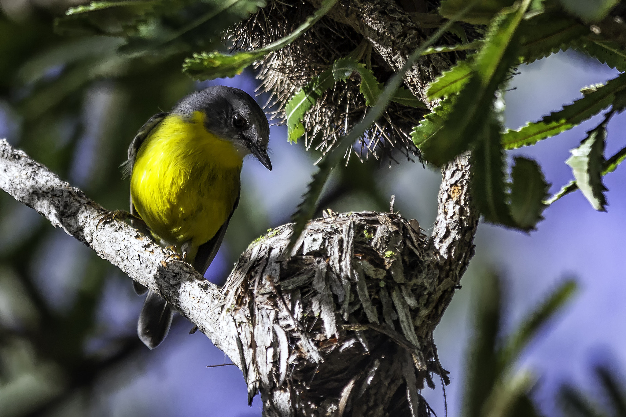 Canon EOS 60D + Canon EF 70-200mm F2.8L IS II USM sample photo. Eastern yellow robin photography