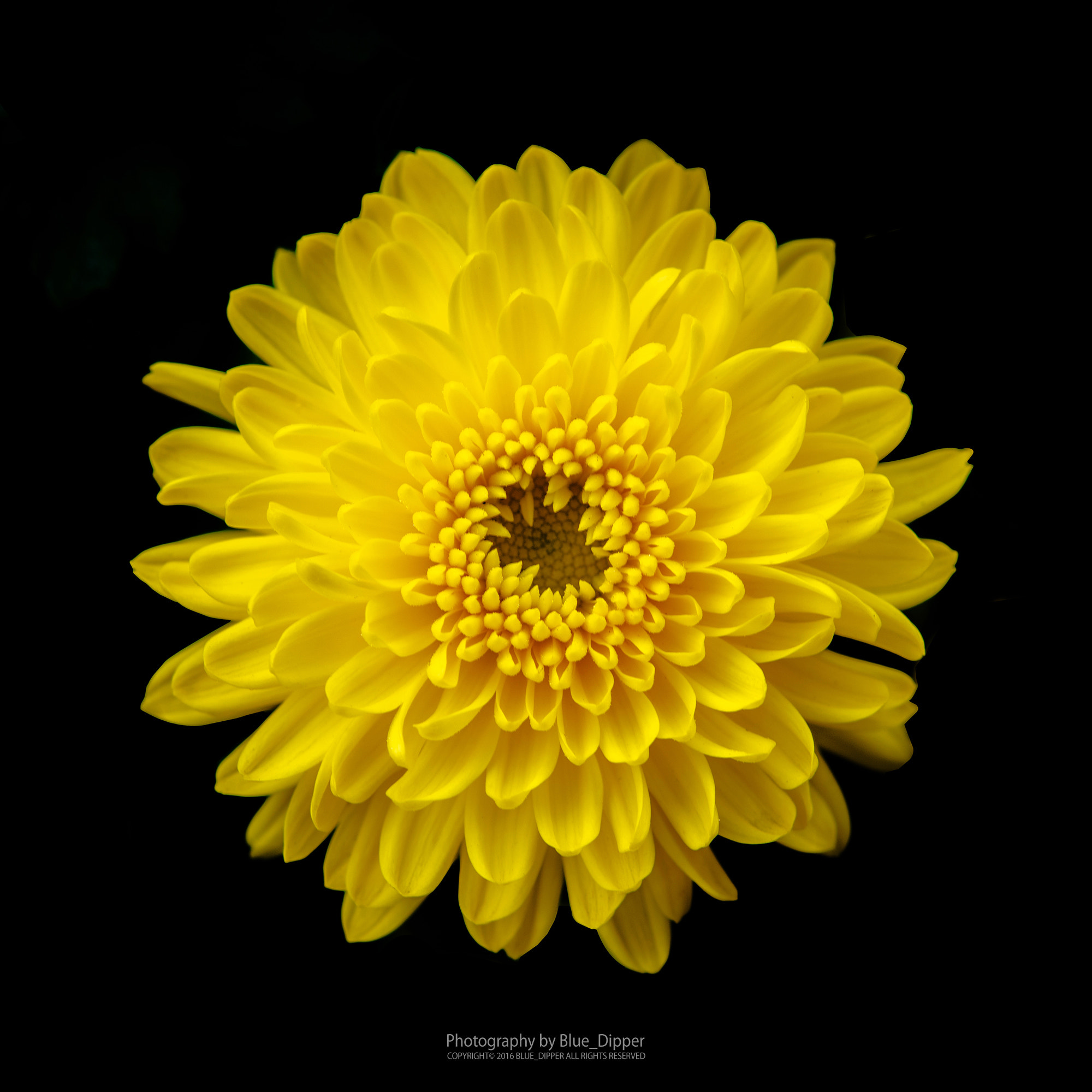 Pentax K-3 sample photo. Chrysanthemum photography