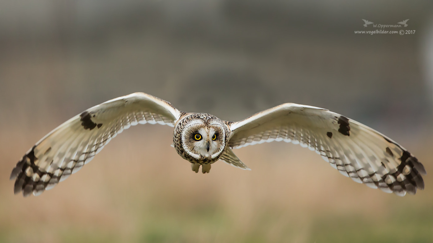 Canon EF 600mm F4L IS II USM sample photo. Sumpfohreule photography