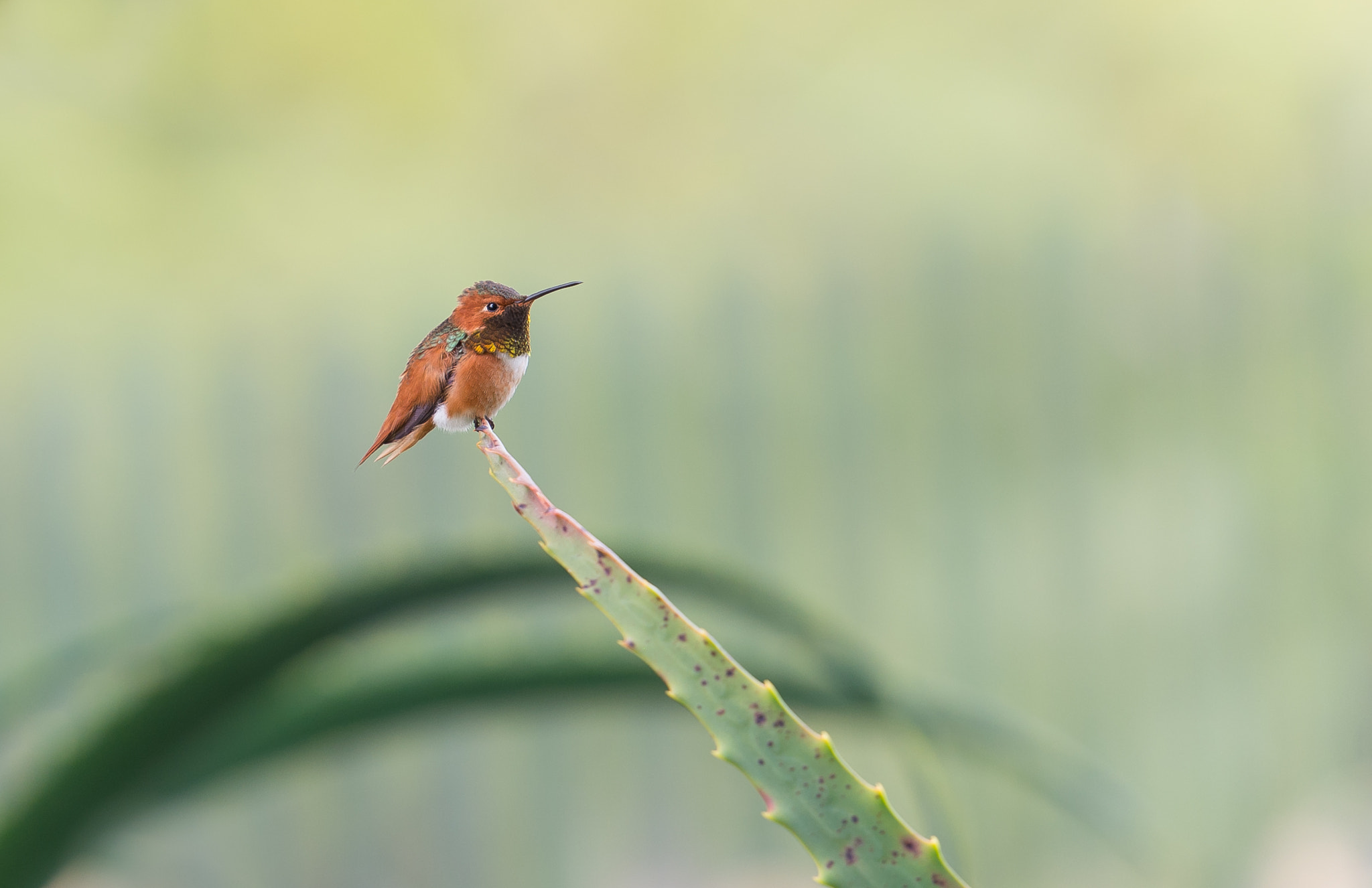 Nikon Df sample photo. Hummingbird photography