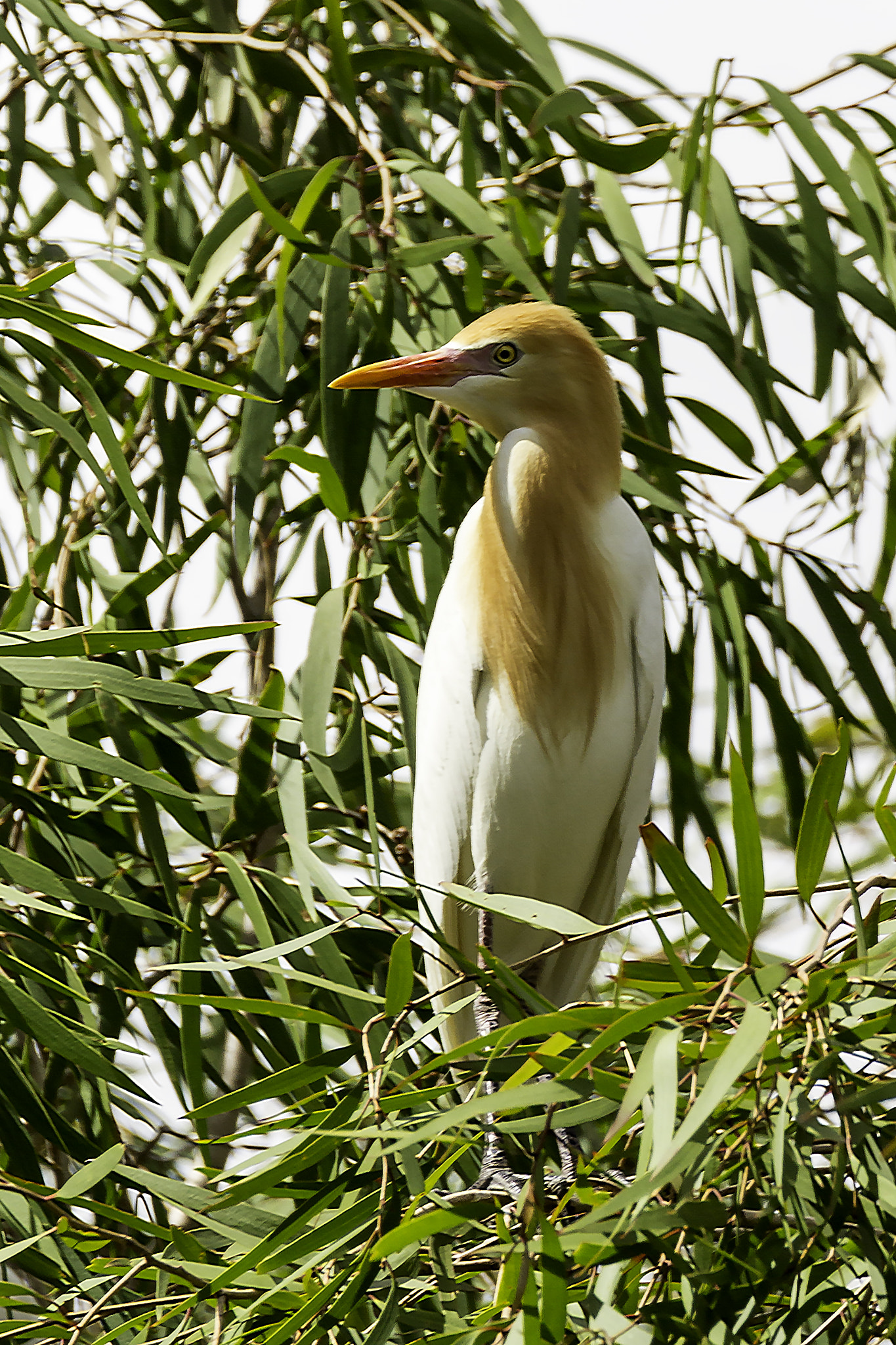 Canon EF 70-300mm F4-5.6L IS USM sample photo. Cattle egret photography