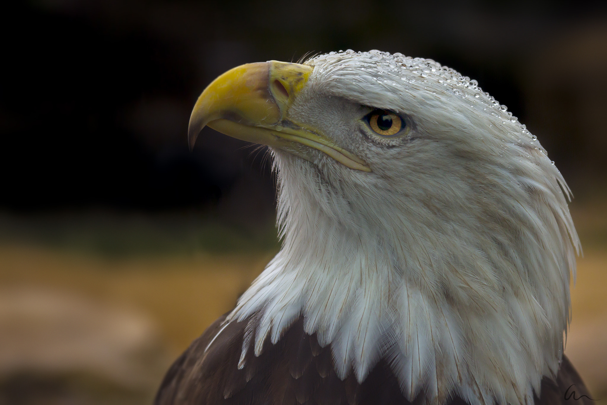 Canon EF 28-135mm F3.5-5.6 IS USM sample photo. American eagle at akron zoo photography