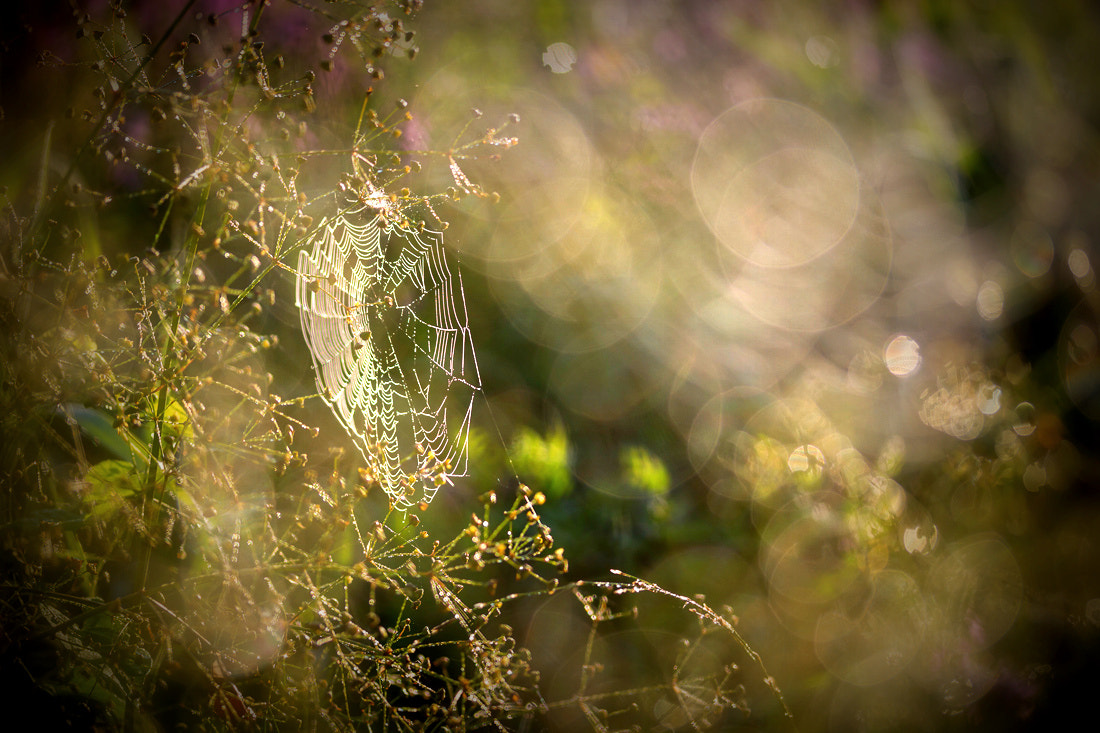 Canon EF-S 60mm F2.8 Macro USM sample photo. *** photography