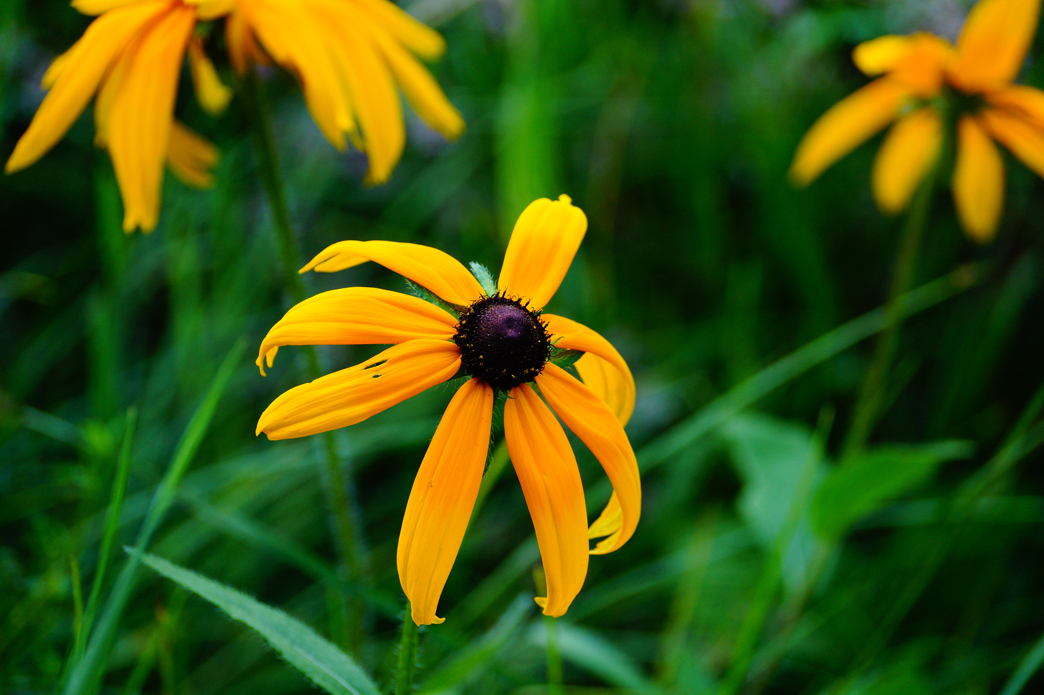 Sony DT 55-300mm F4.5-5.6 SAM sample photo. Happy nature photography