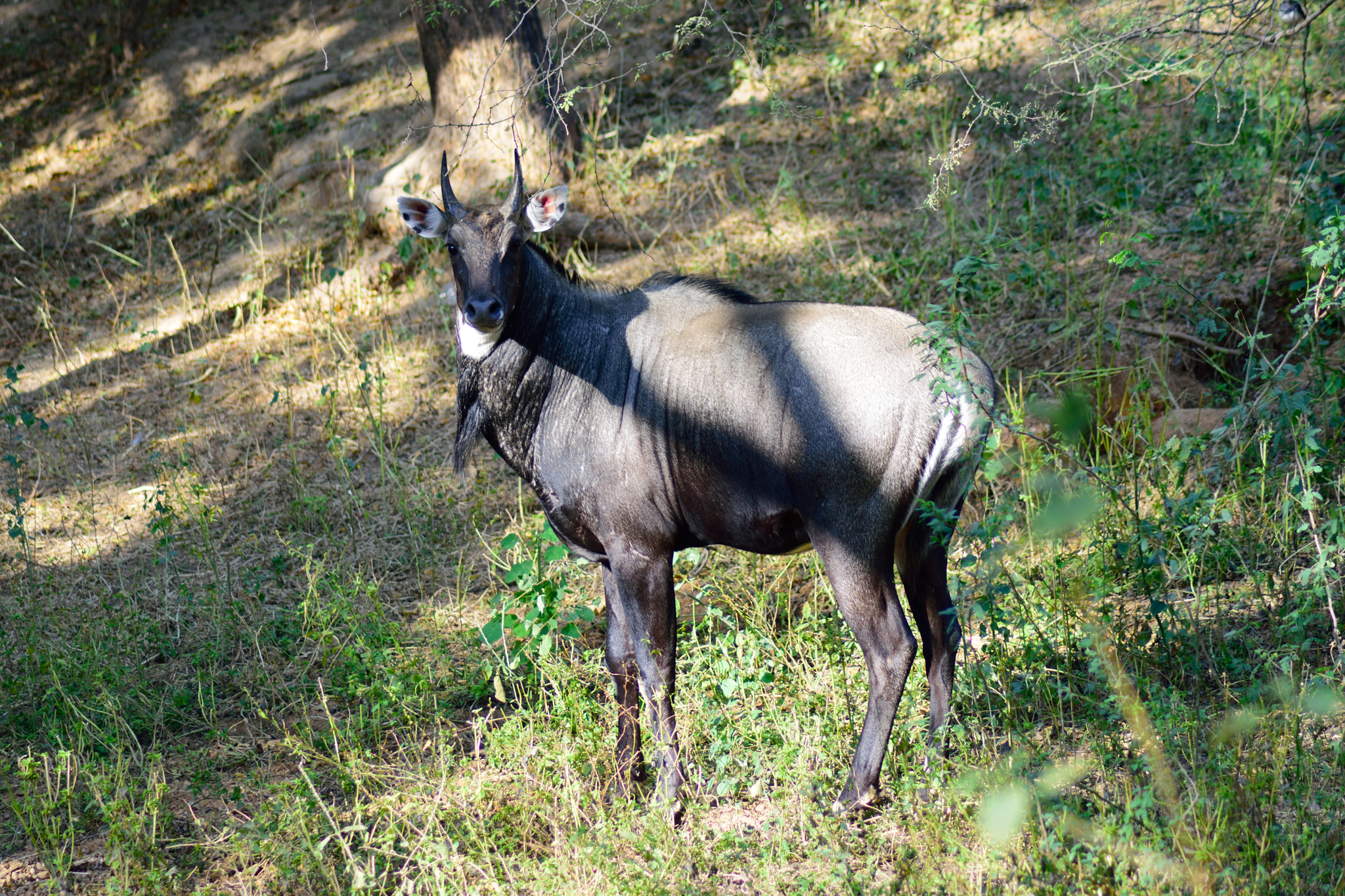 Nikon AF Nikkor 70-300mm F4-5.6G sample photo. Blue bull ( nilgai ) photography