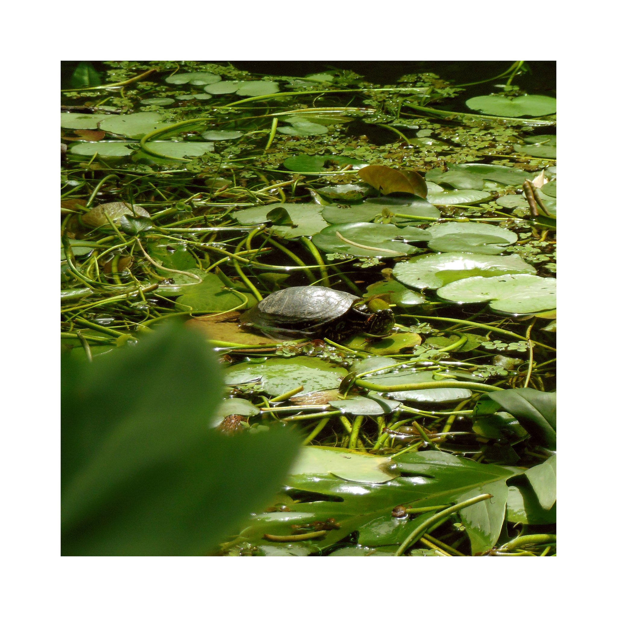 Nikon Coolpix S6300 sample photo. Quisiera ser tortuga. photography