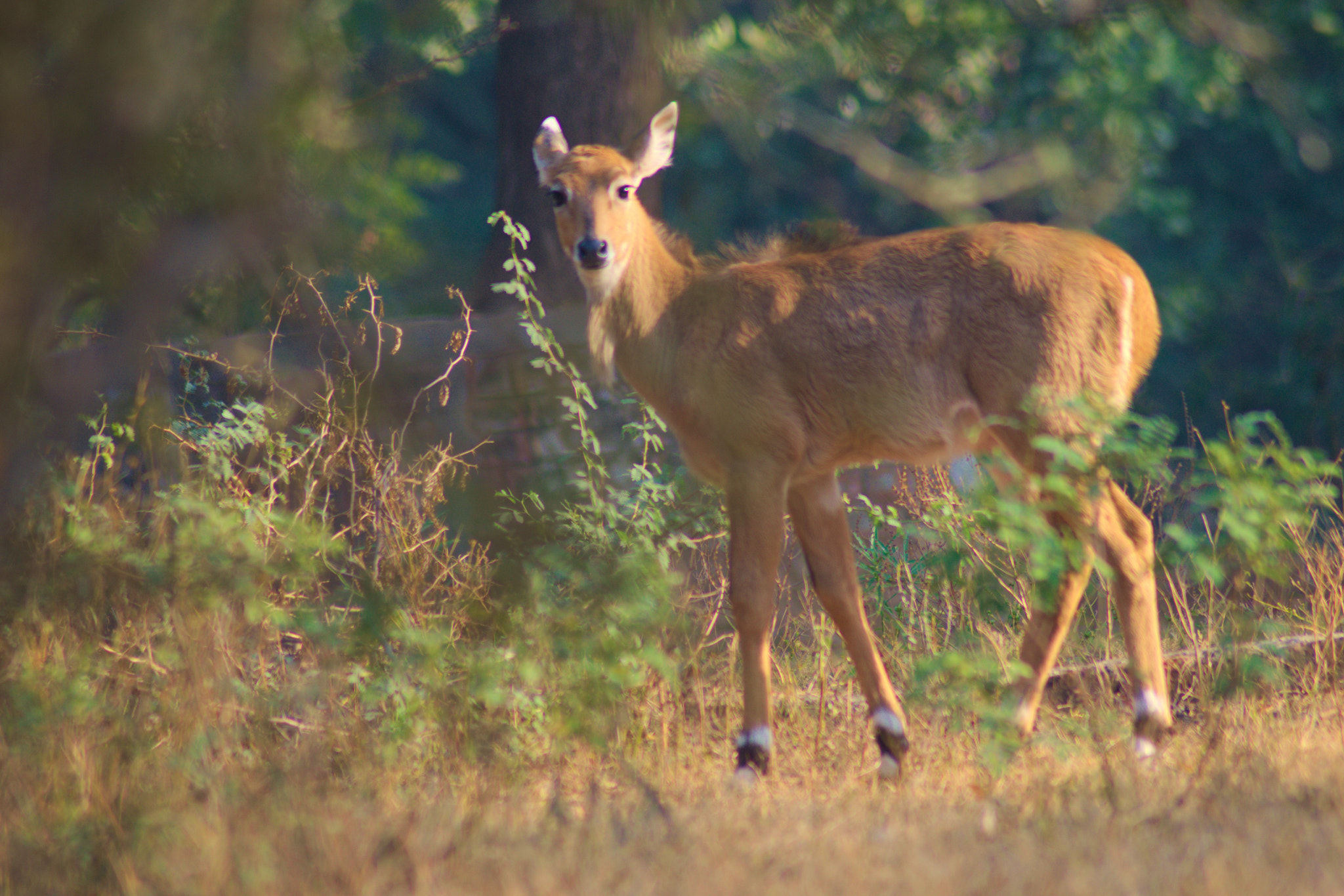 Nikon AF Nikkor 70-300mm F4-5.6G sample photo. Blue bull photography