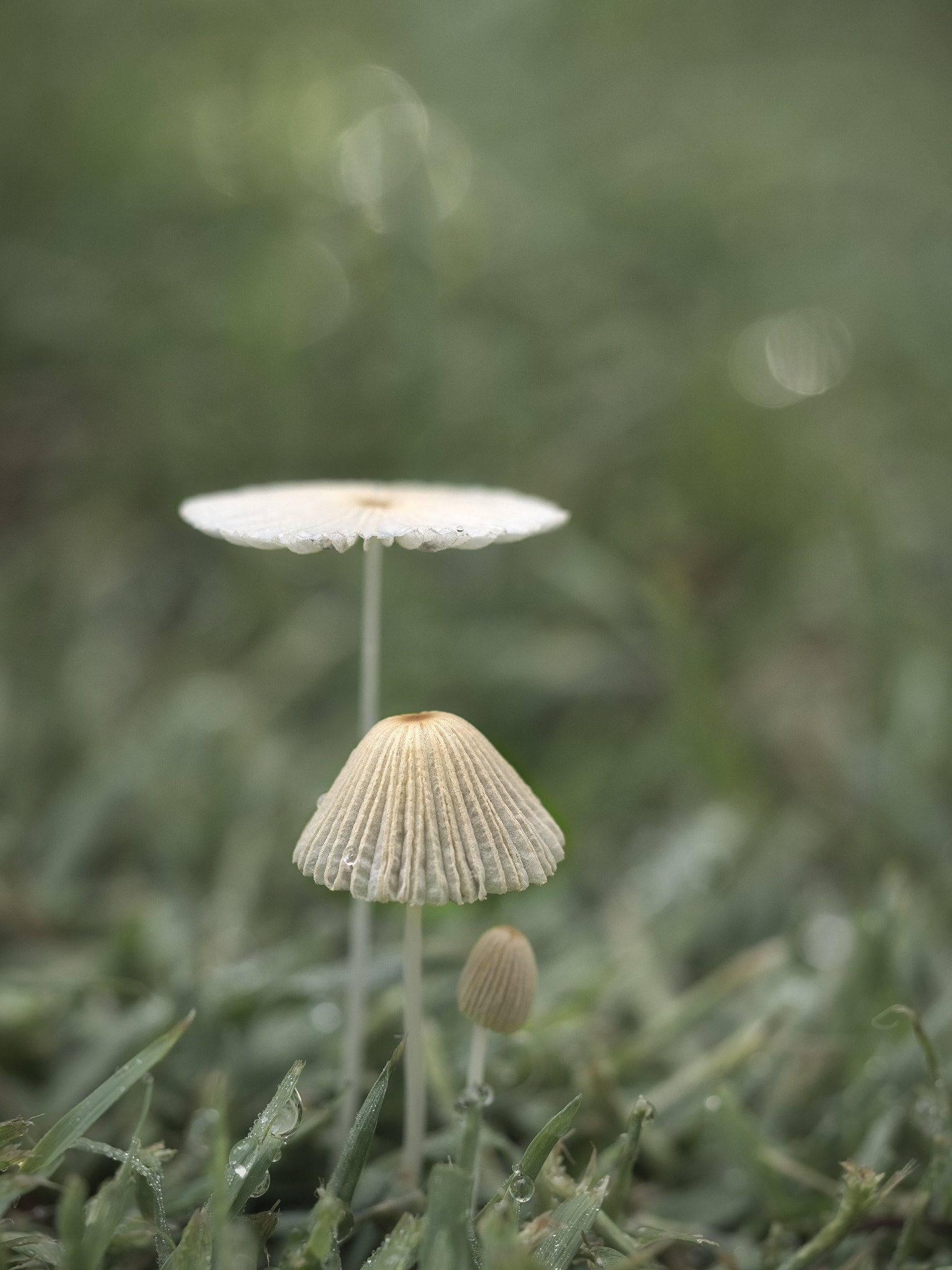 Olympus M.Zuiko Digital ED 60mm F2.8 Macro sample photo. Family group of parasol ink caps photography