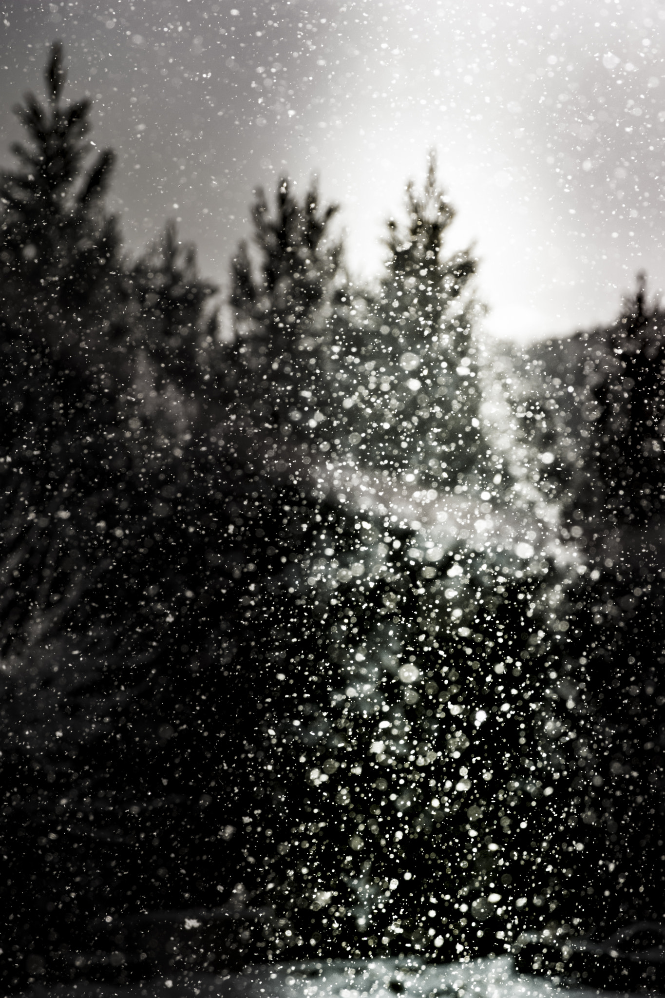 AF Zoom-Nikkor 28-105mm f/3.5-4.5D IF sample photo. Diamond dust photography