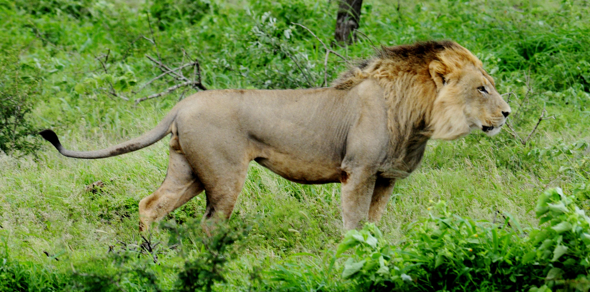 Nikon D300S sample photo. Windy lion photography