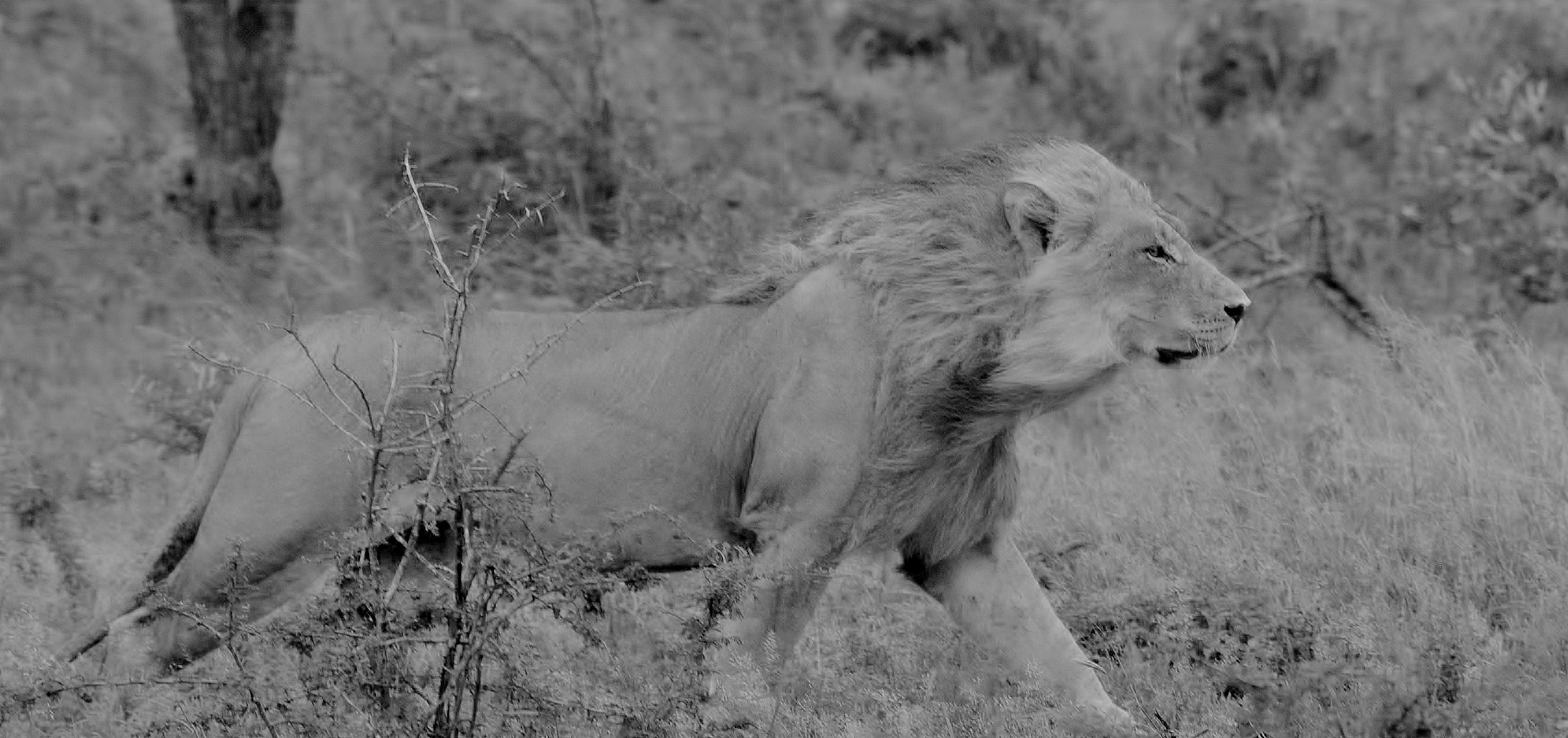 Nikon D300S sample photo. Windy lion photography