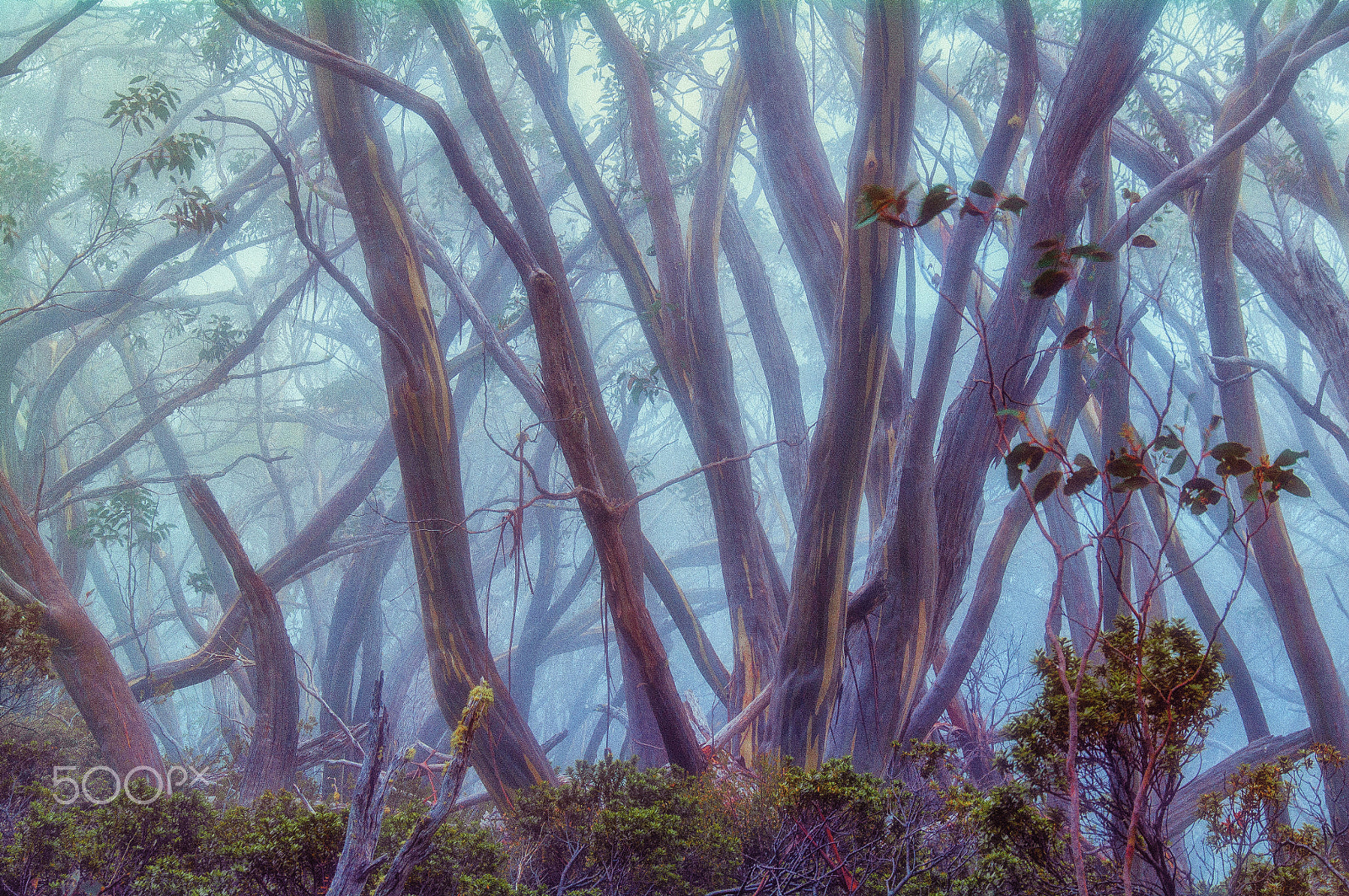 Pentax K-7 sample photo. Snow gums in the mist photography