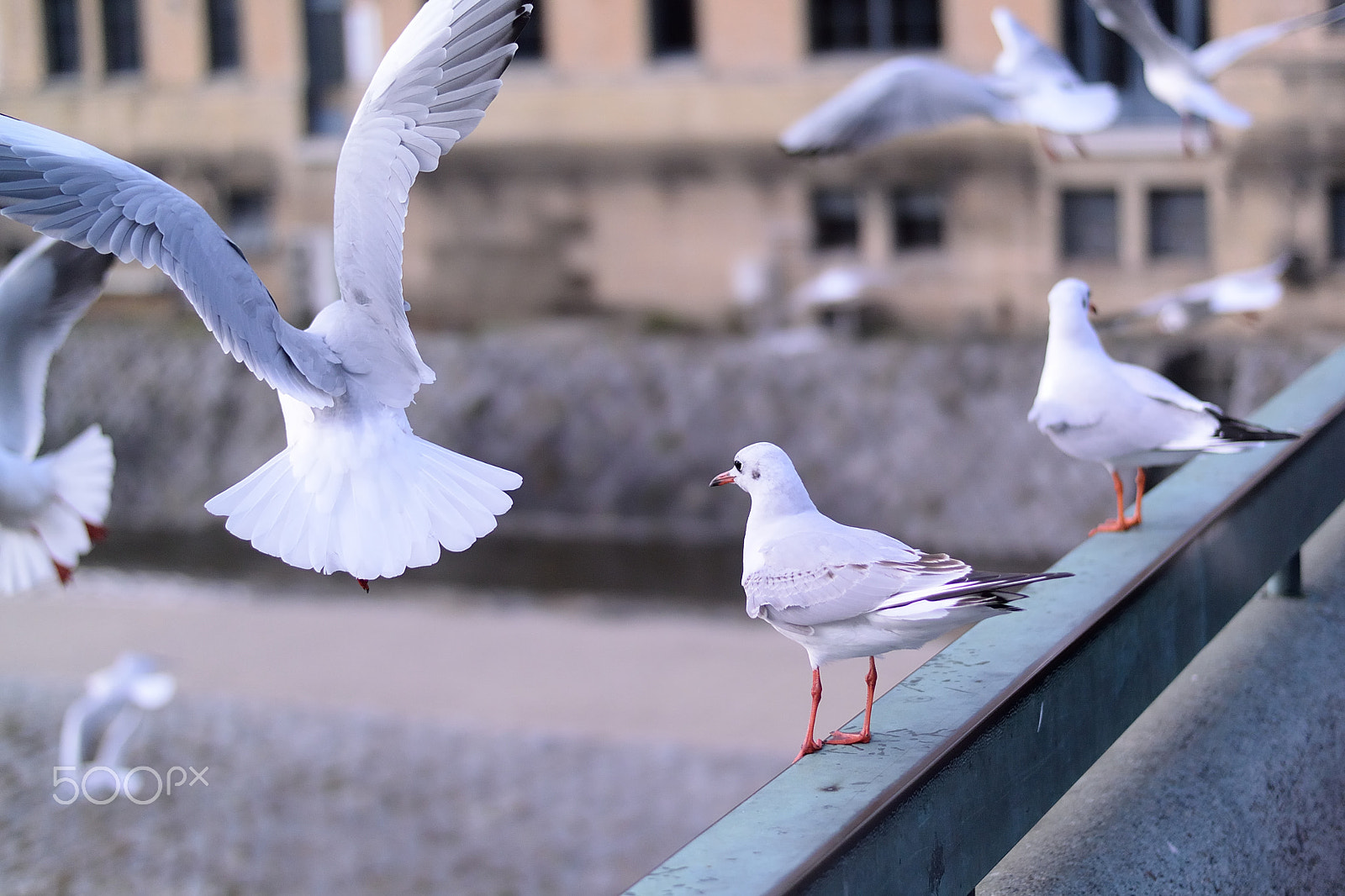 Nikon 1 V3 sample photo. Fly photography