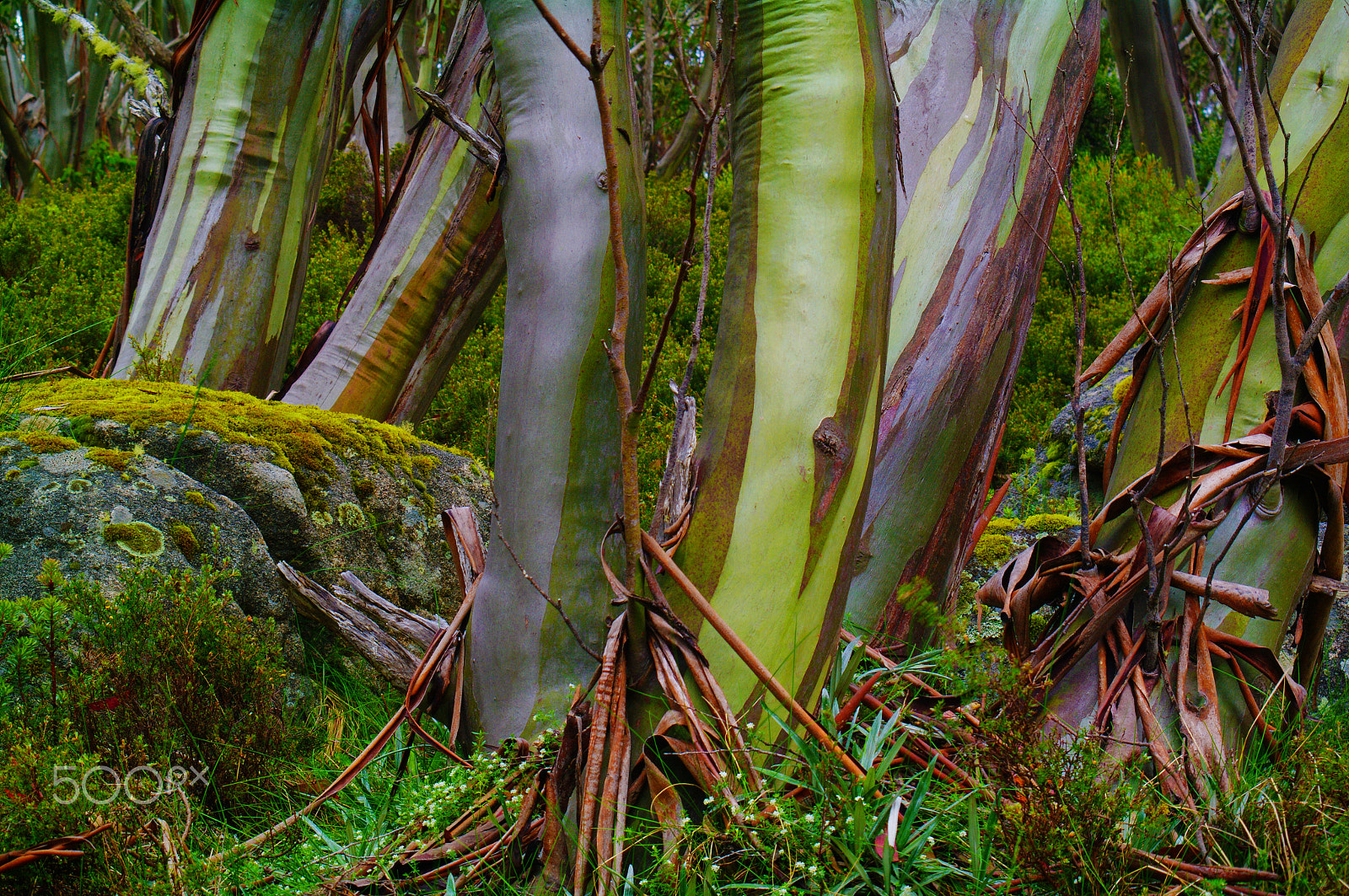 Pentax K-7 + smc PENTAX-F 70-210mm F4-5.6 sample photo. Snow gums in summer photography