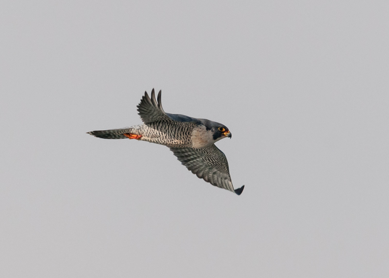 Sigma 150-600mm F5-6.3 DG OS HSM | C sample photo