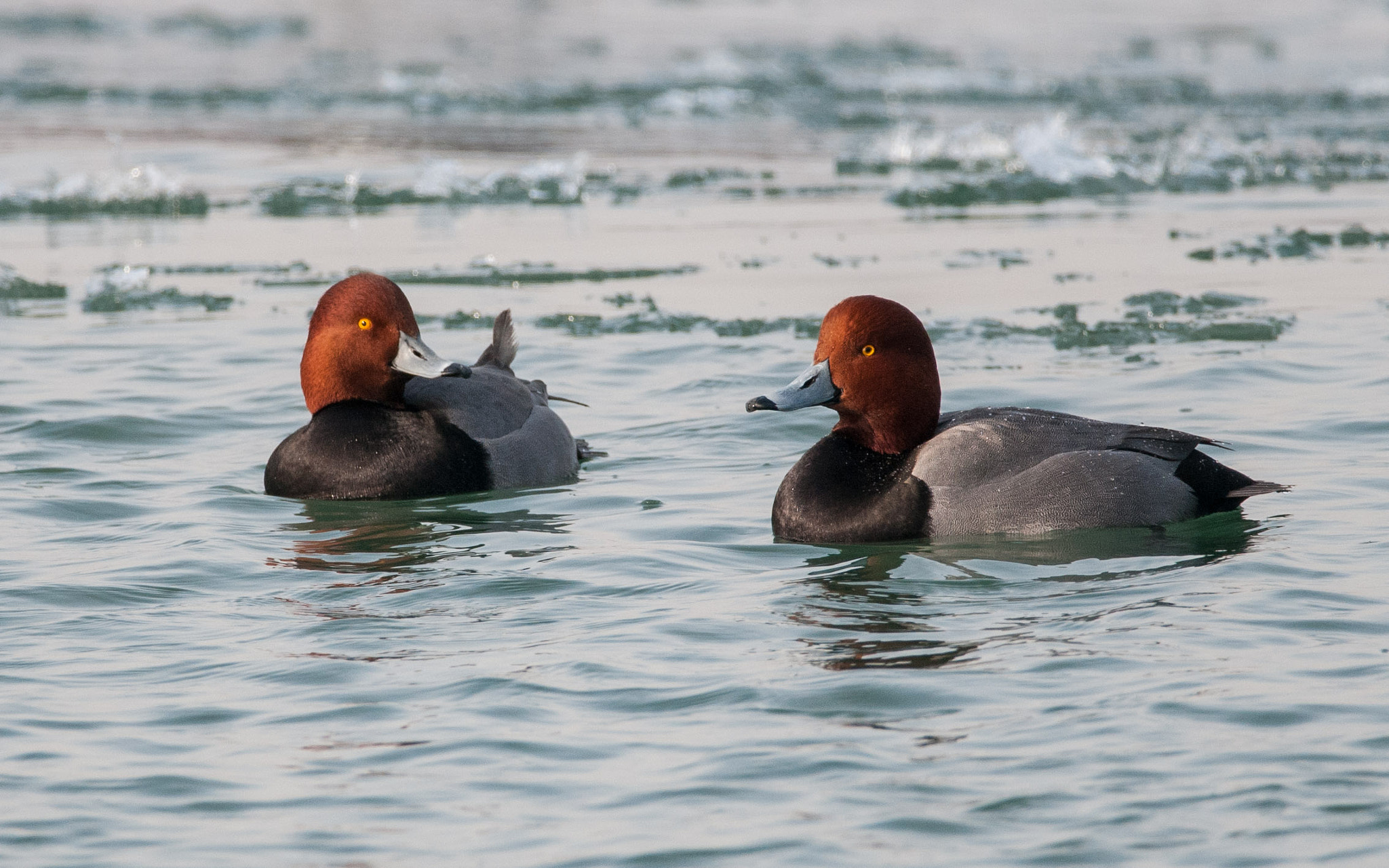Nikon D300 + Sigma 150-600mm F5-6.3 DG OS HSM | C sample photo. Hanging out with a couple of redheads today photography