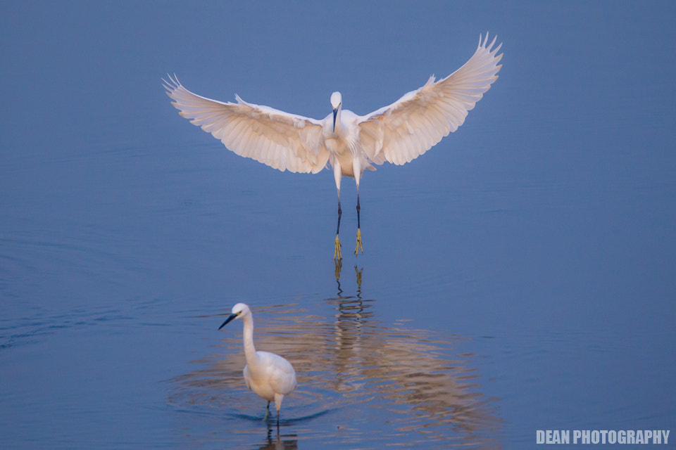 Canon EOS-1D Mark IV sample photo. Landing photography