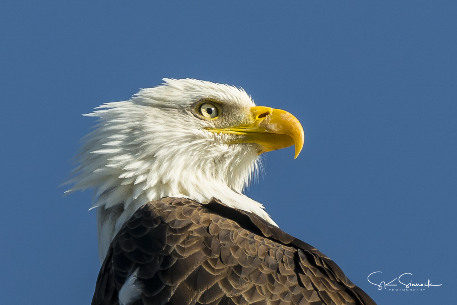 Nikon D800 sample photo. Bald eagle photography