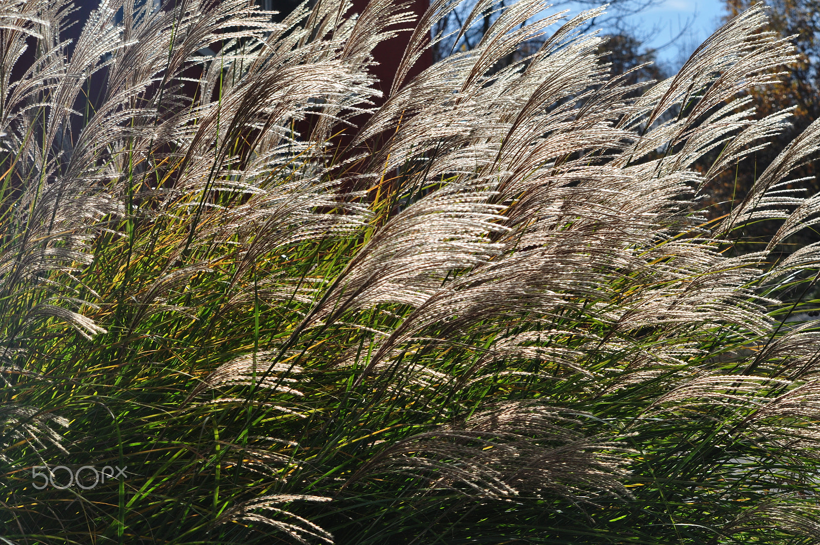 Nikon D5000 sample photo. Grass photography