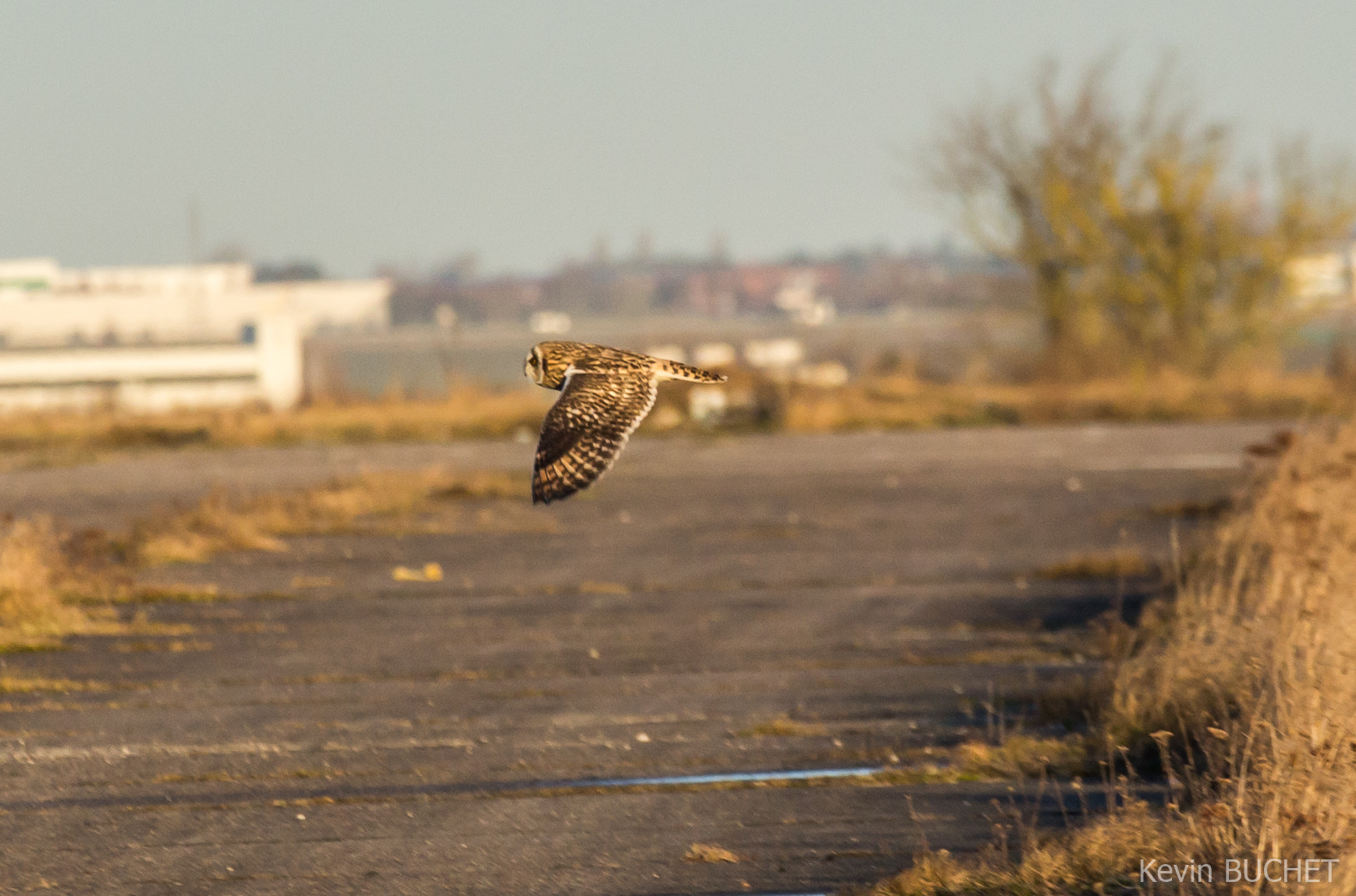 Canon EOS 700D (EOS Rebel T5i / EOS Kiss X7i) + Canon EF 70-200mm F4L USM sample photo. Owl photography