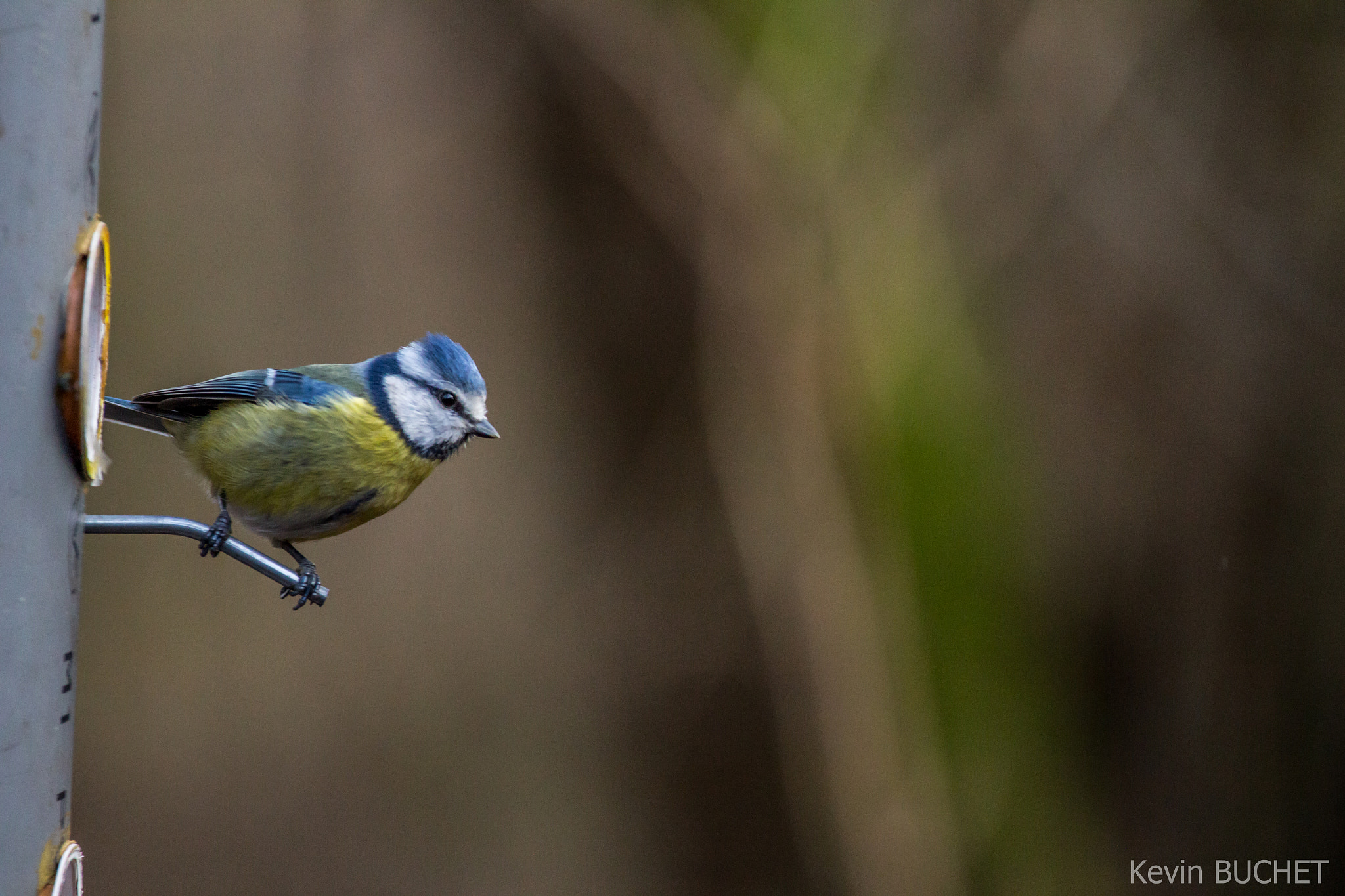 Canon EOS 700D (EOS Rebel T5i / EOS Kiss X7i) + Canon EF 70-200mm F4L USM sample photo. Bird photography
