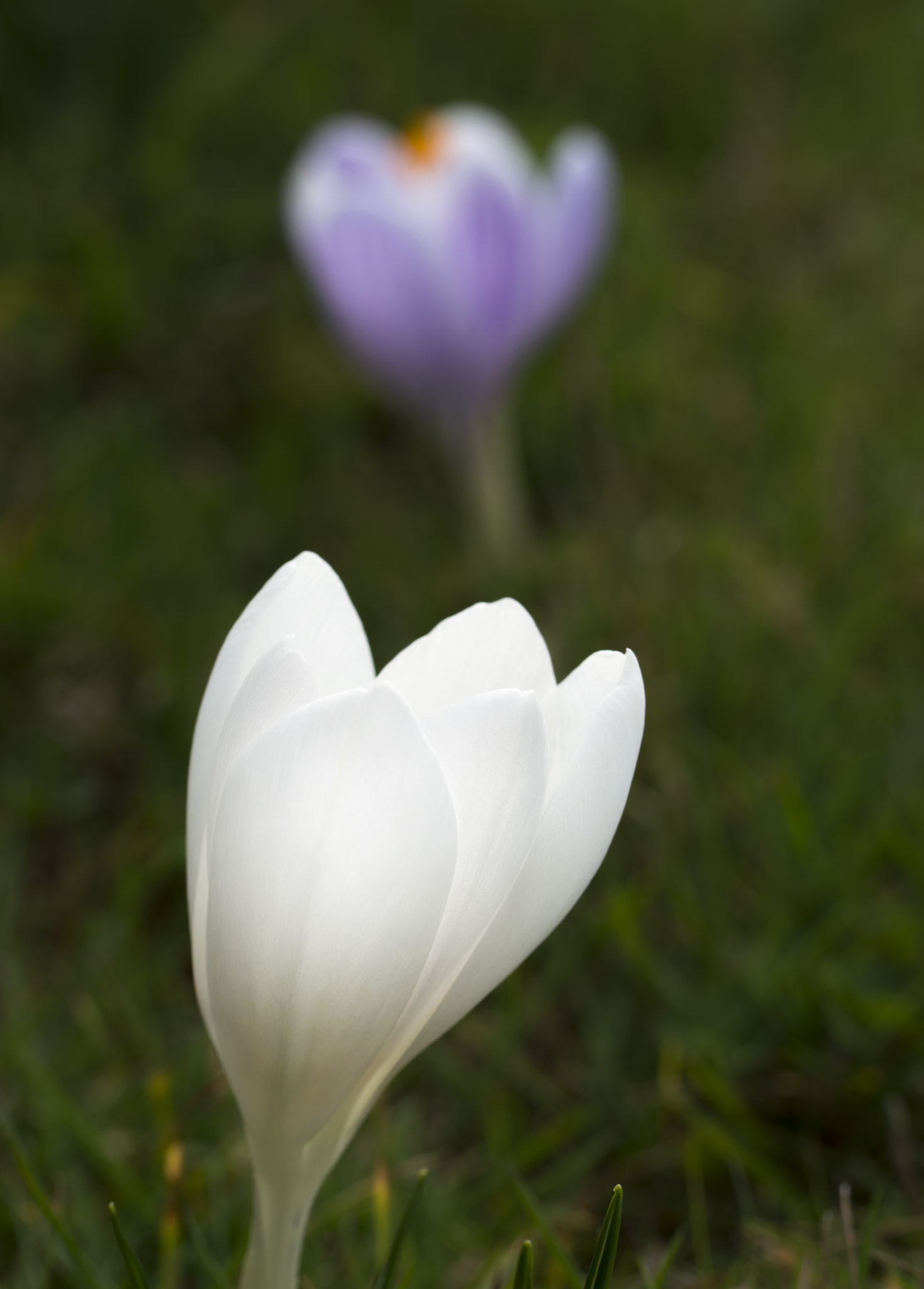 Nikon D3200 sample photo. Two crocus photography
