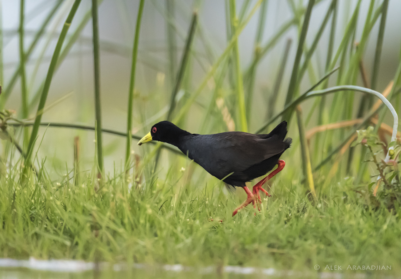 Nikon AF-S Nikkor 800mm F5.6E FL ED VR sample photo. Fast red legs photography