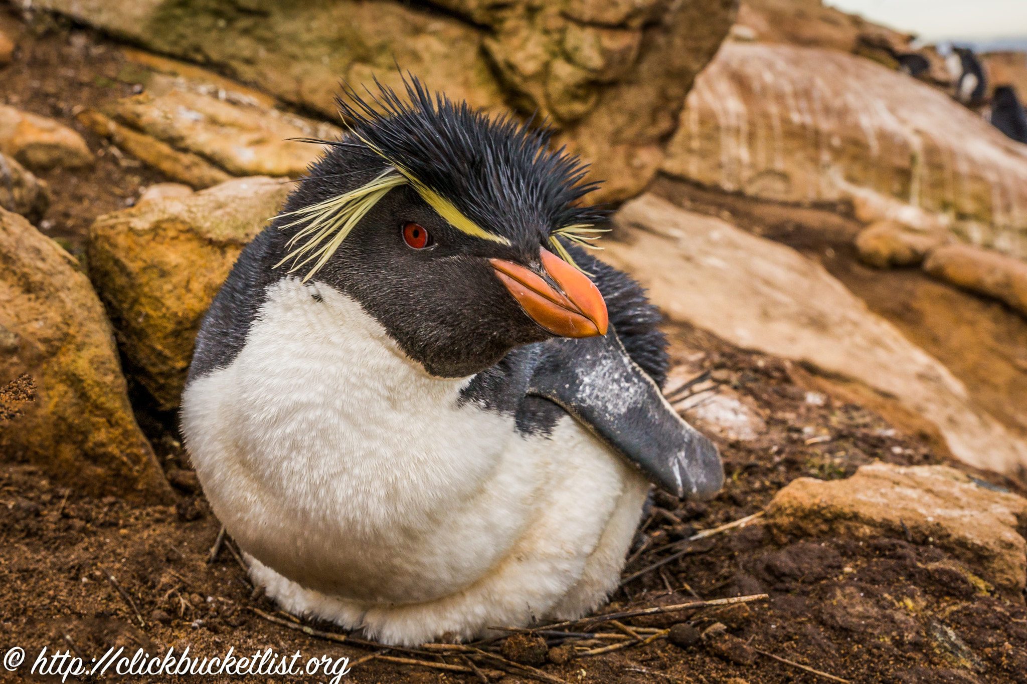 Sony SLT-A99V sample photo. Rockhopper penguin photography