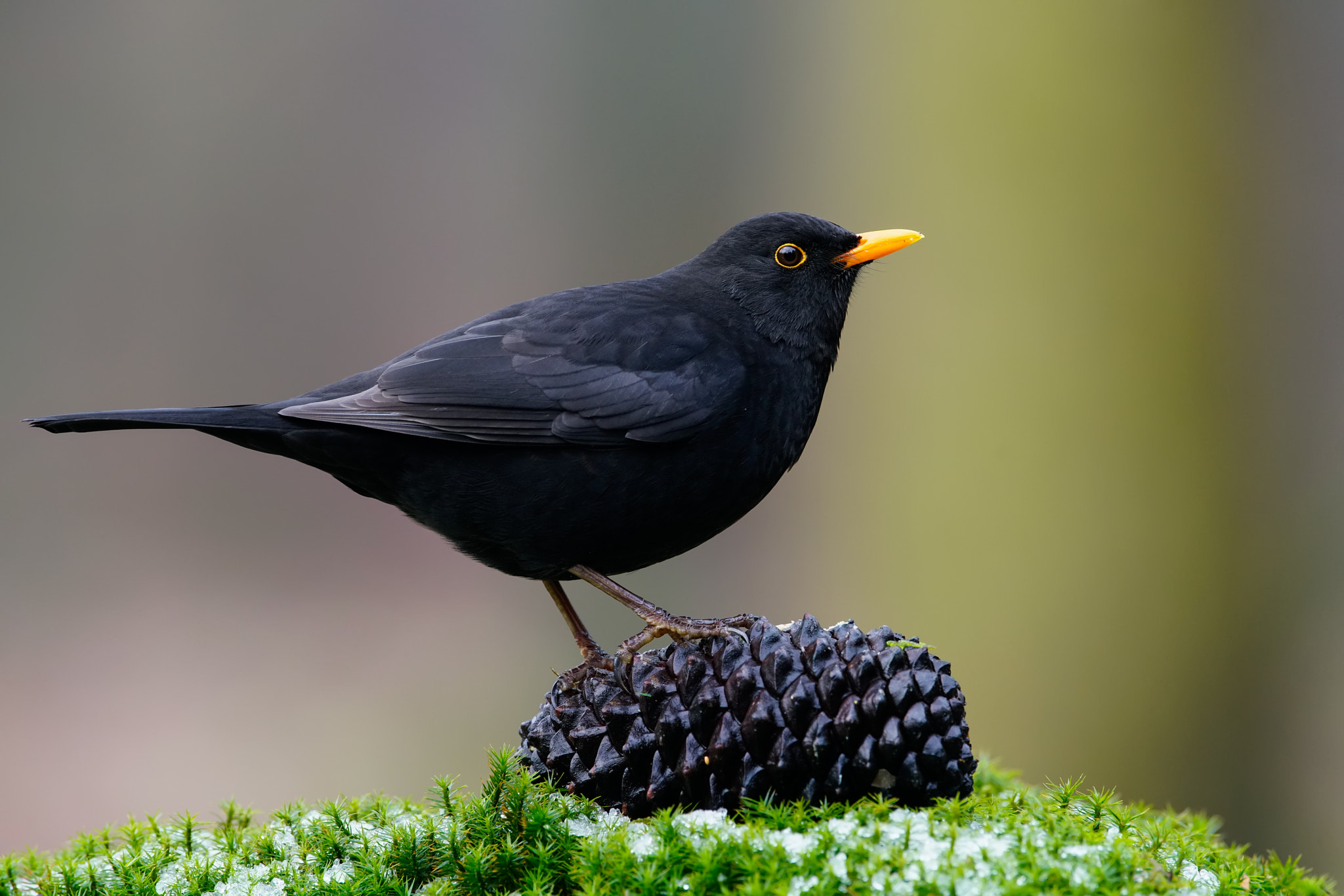 Sony a99 II + Sony 500mm F4 G SSM sample photo. Just a blackbird photography