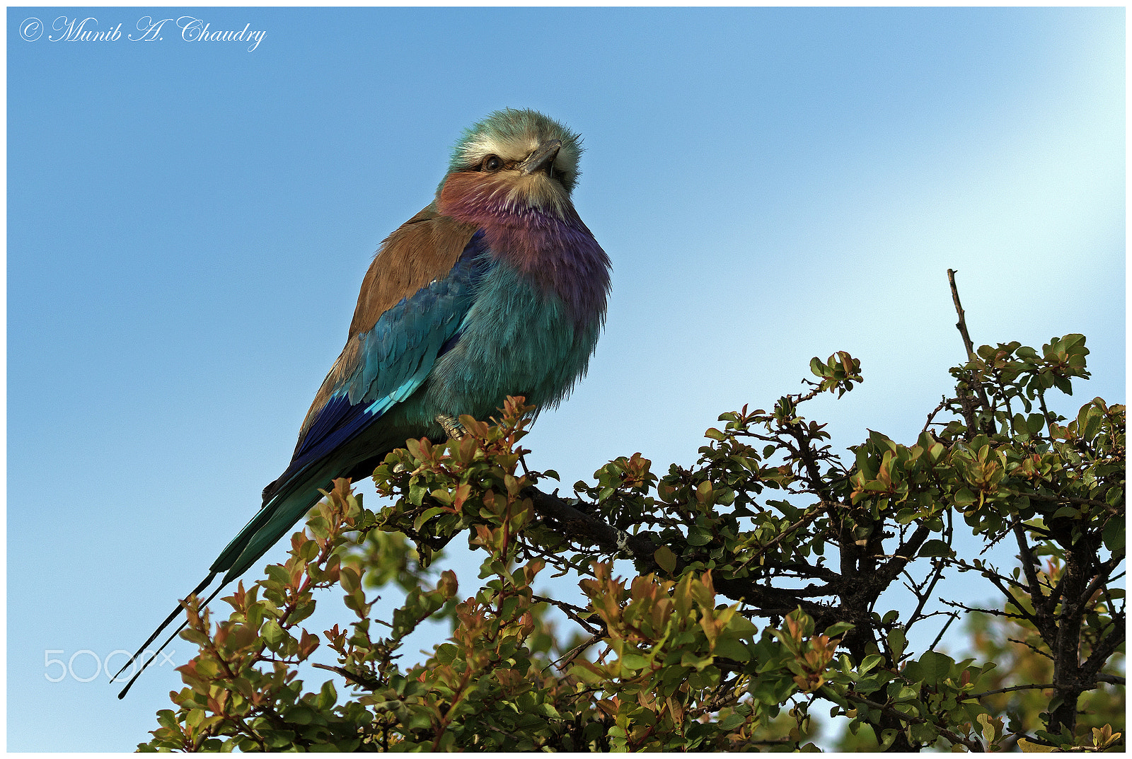 Canon EF 200-400mm F4L IS USM Extender 1.4x sample photo. The lilac beauty! photography