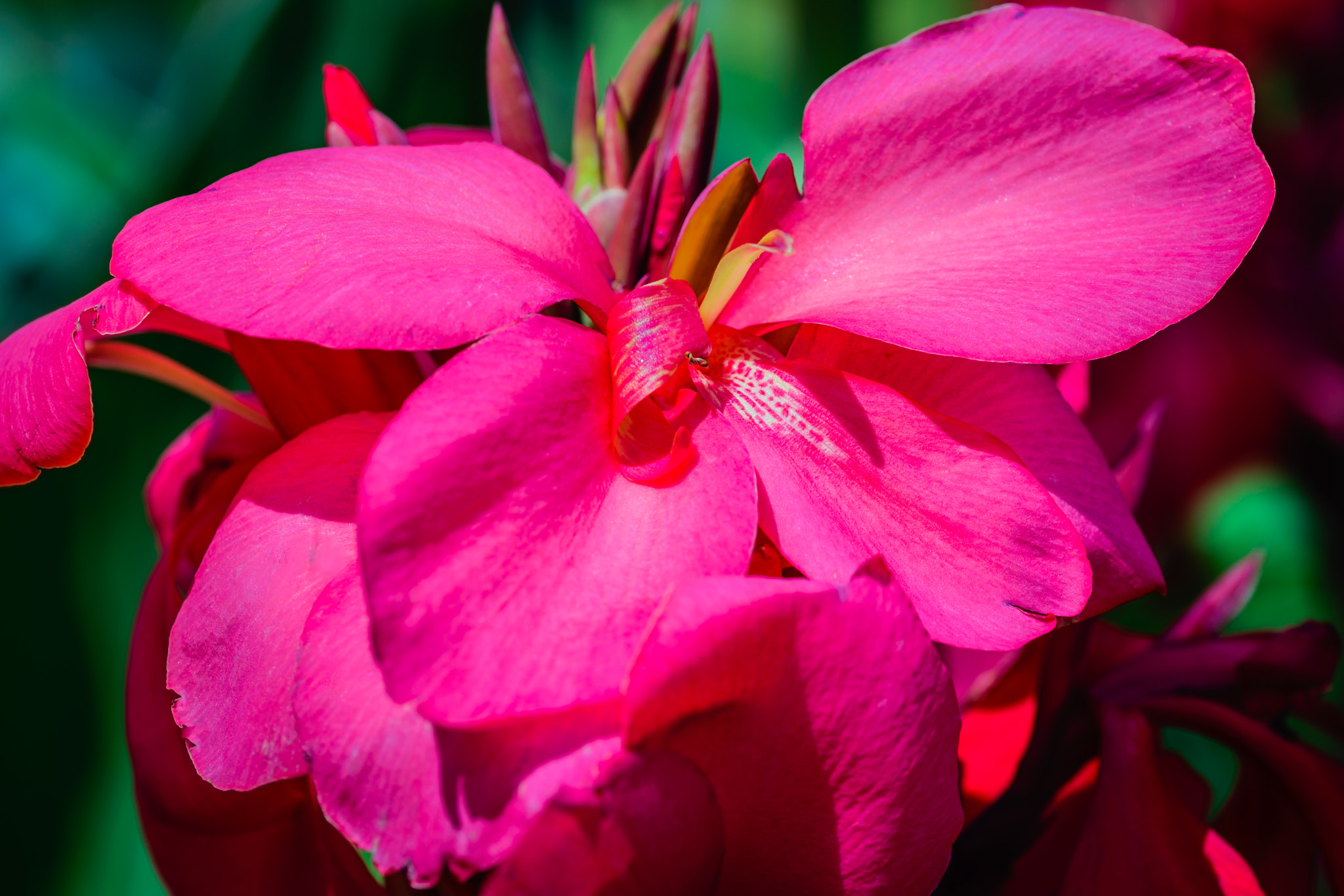 Nikon D5300 + Sigma 105mm F2.8 EX DG OS HSM sample photo. Canna in pink photography