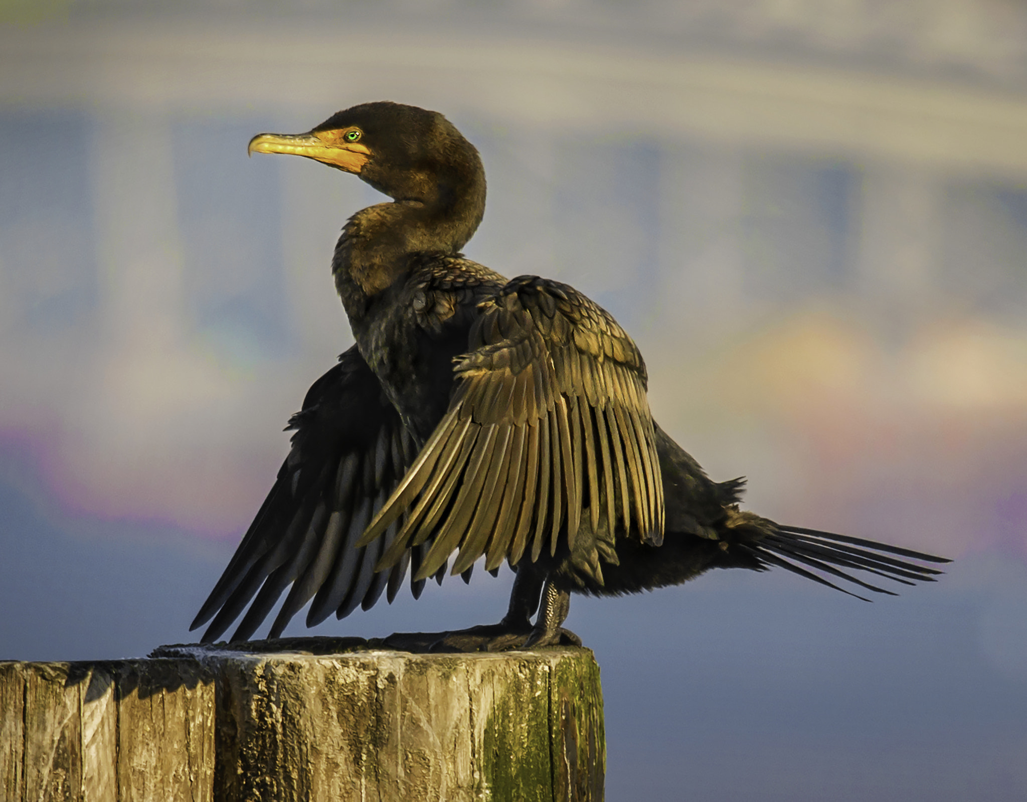 Nikon D800E + Nikon AF-S Nikkor 300mm F4D ED-IF sample photo. Cormorant pose photography