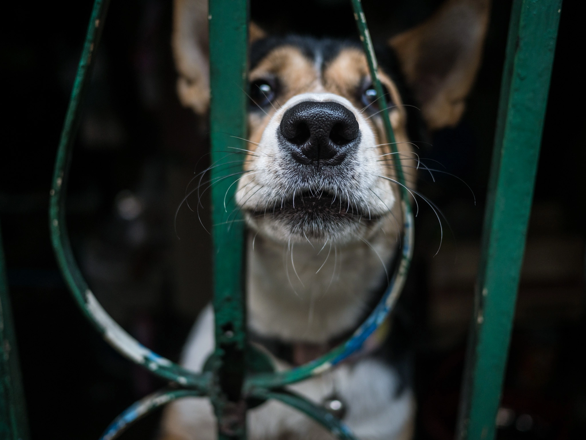 Panasonic Lumix DMC-GX7 + LUMIX G 20/F1.7 II sample photo. You shall not pass! photography