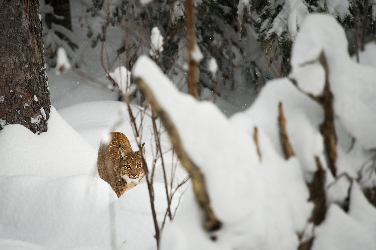Nikon Nikkor AF-S 300mm F4E PF ED VR sample photo. Young lynx photography