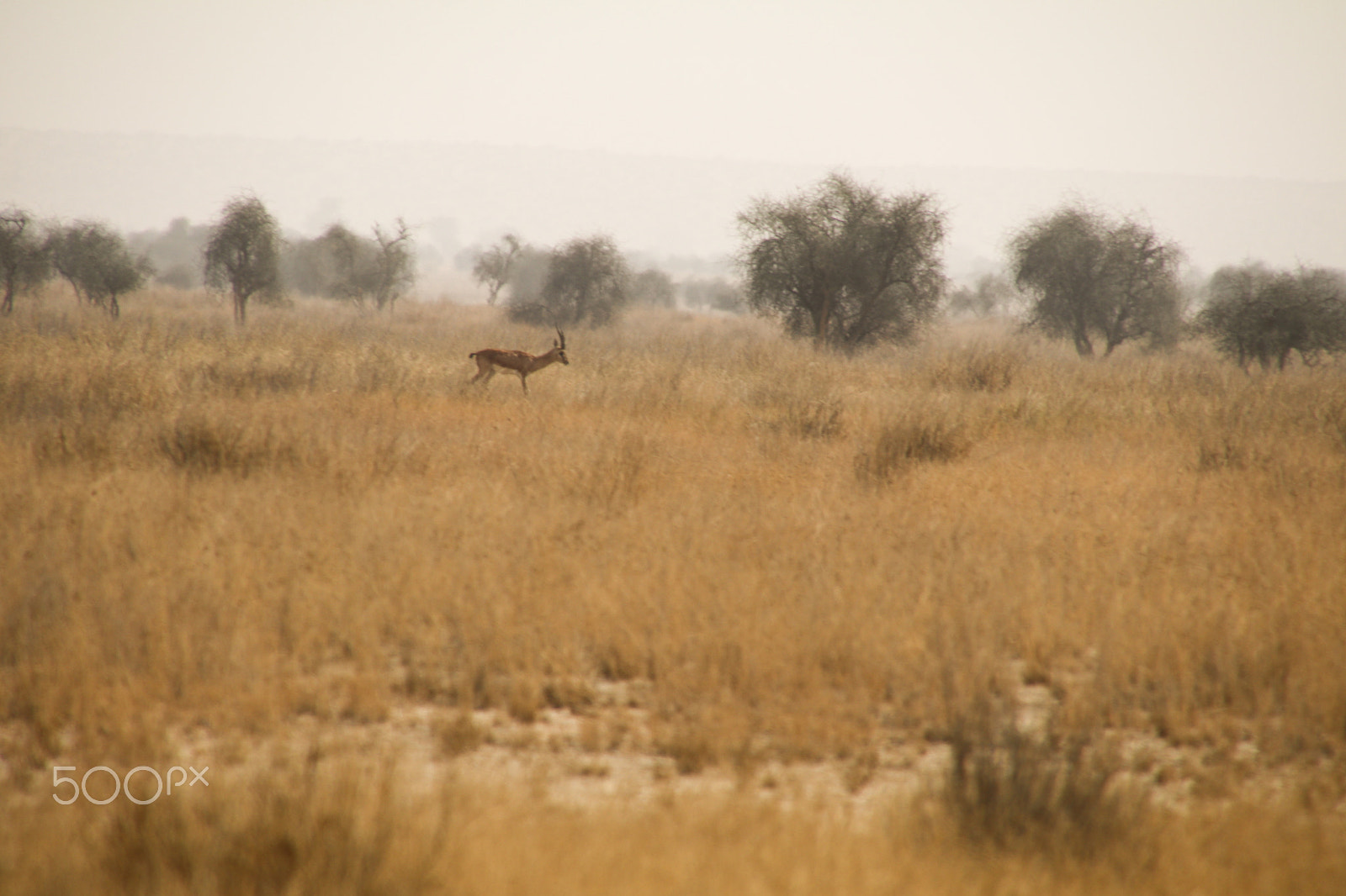 Canon EOS 80D sample photo. Deer photography