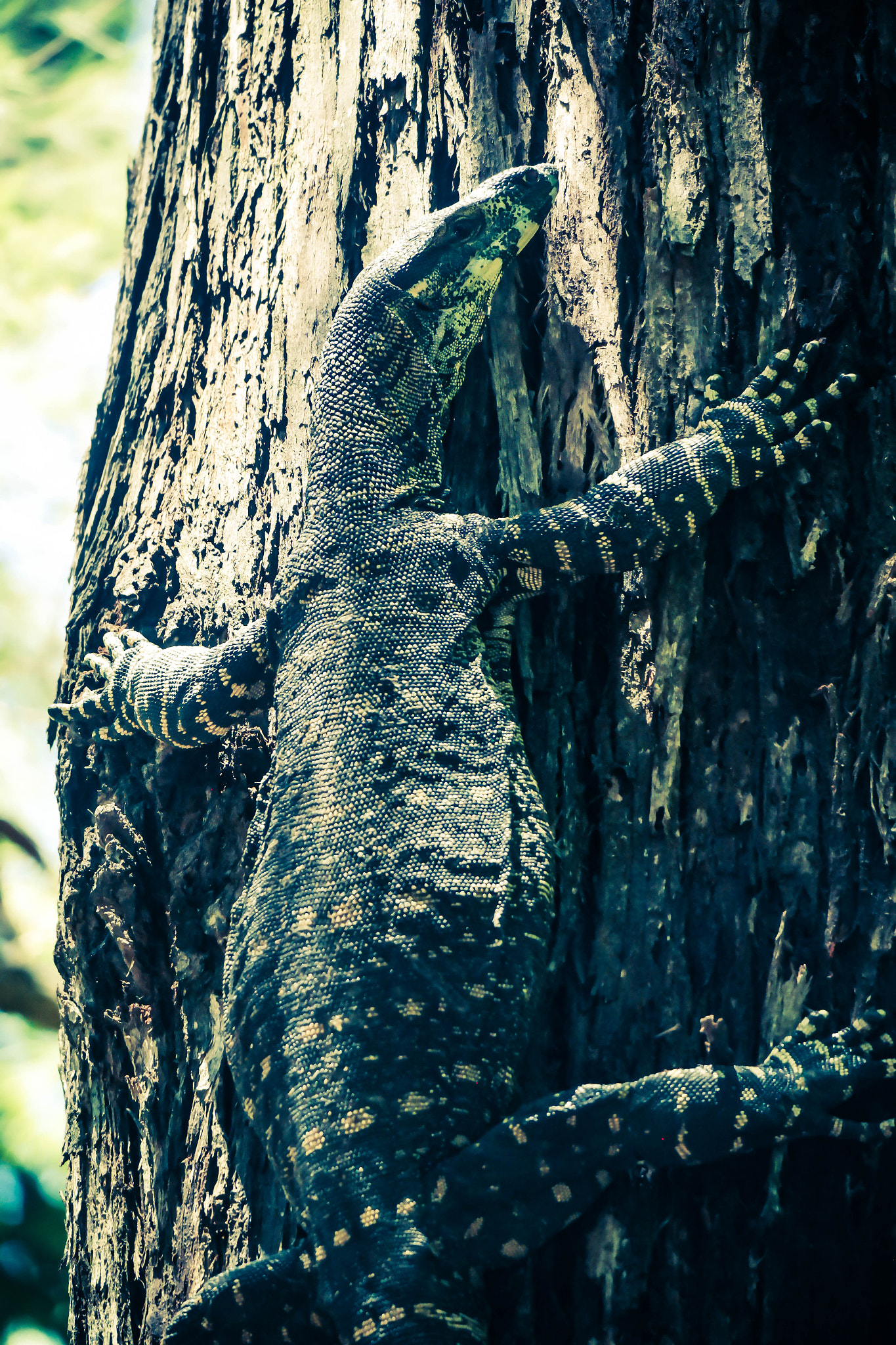 Samsung NX30 + NX 50-200mm F4-5.6 sample photo. Camo photography
