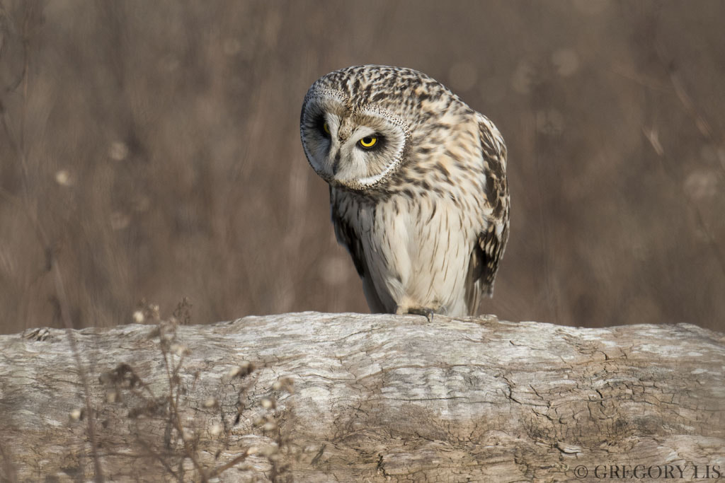 Nikon D810 sample photo. Short-eared owl photography