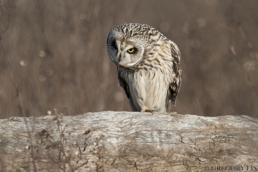 Nikon D810 + Nikon AF-S Nikkor 500mm F4G ED VR sample photo. Short-eared owl photography