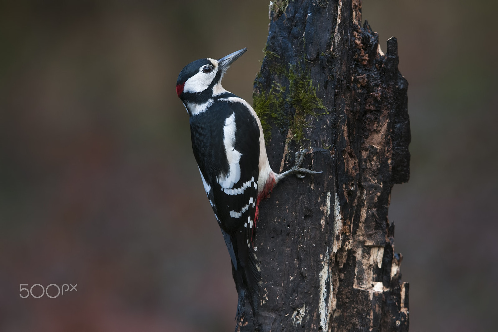 Nikon D300S + Nikon AF-S Nikkor 200-400mm F4G ED-IF VR sample photo. Dendrocopos major photography