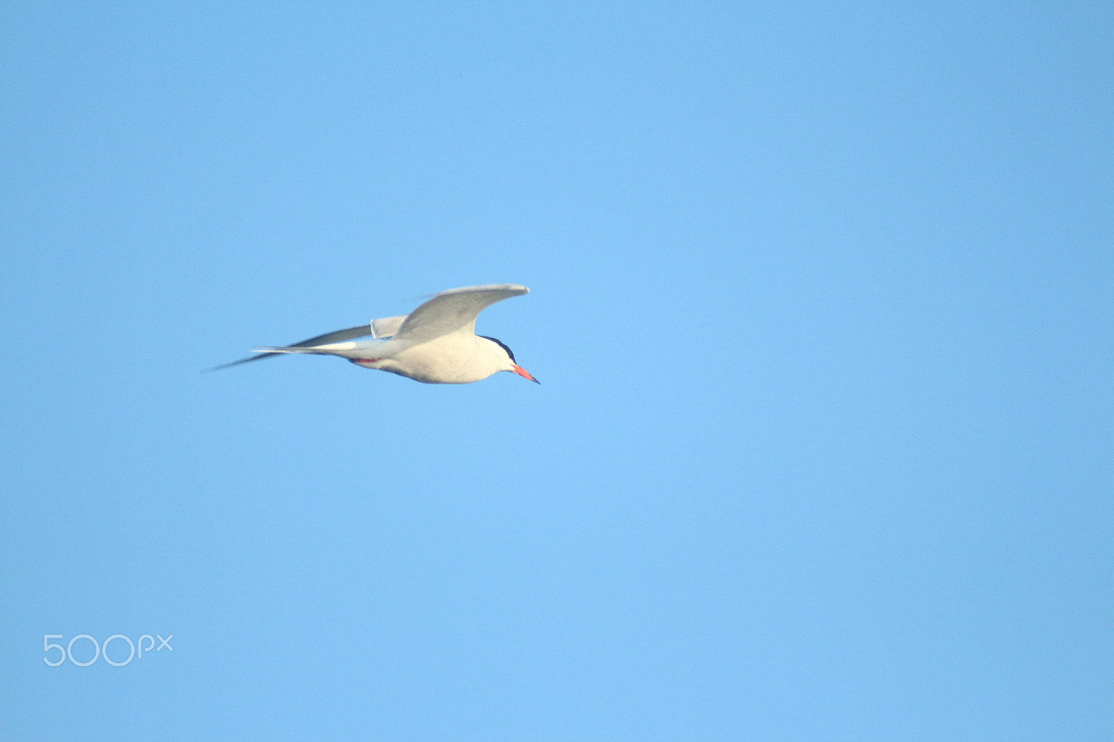 Canon EF 50mm f/1.8 sample photo. Seagull photography