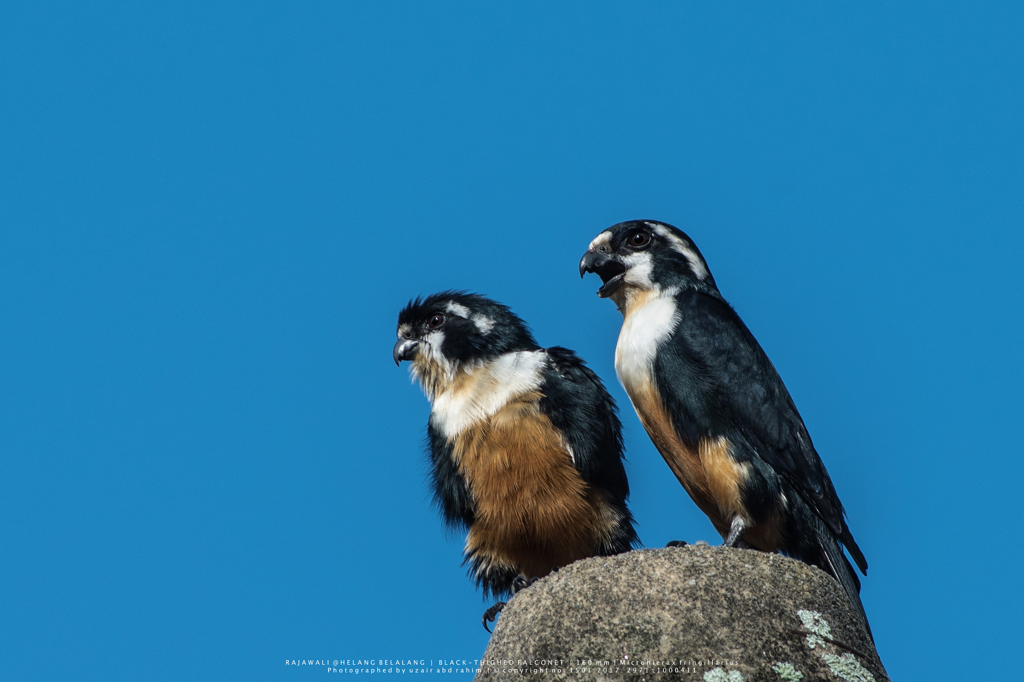 Nikon AF-S Nikkor 300mm F2.8G ED VR II sample photo. Black-thighed falconet photography