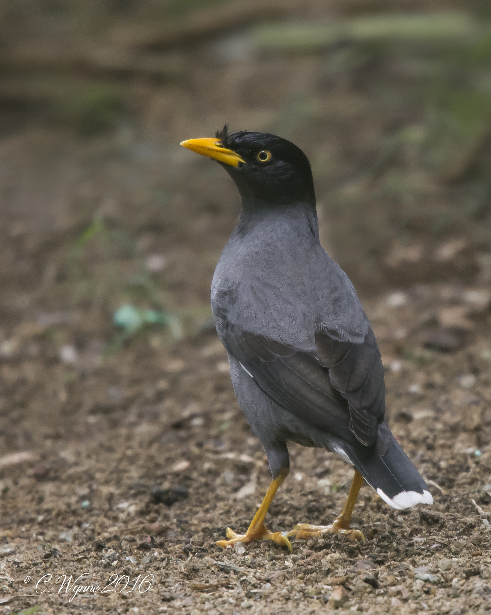 Nikon Nikkor AF-S 300mm F4E PF ED VR sample photo. Javan myna photography