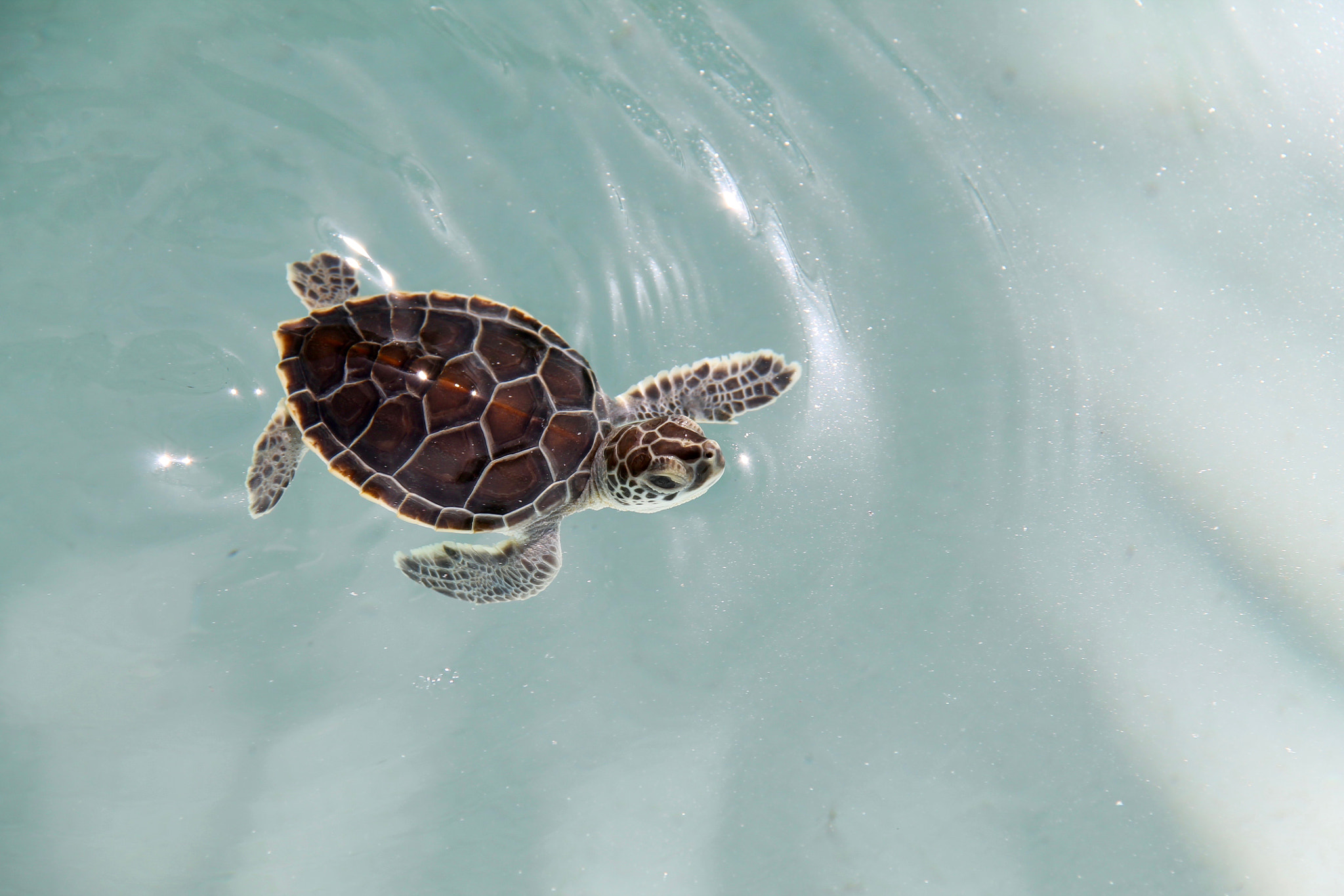 Canon EF-S 18-200mm F3.5-5.6 IS sample photo. Little sea turtle photography