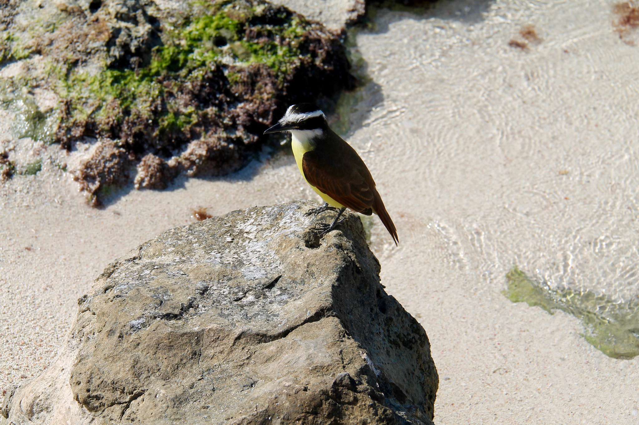 Canon EF-S 18-200mm F3.5-5.6 IS sample photo. Unknown bird photography