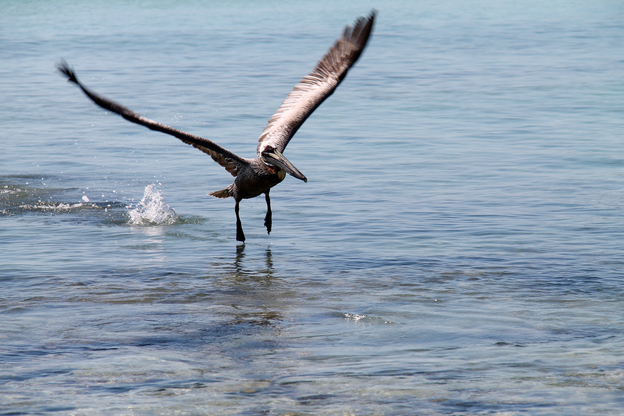 Canon EF-S 18-200mm F3.5-5.6 IS sample photo. Pelican 2 photography