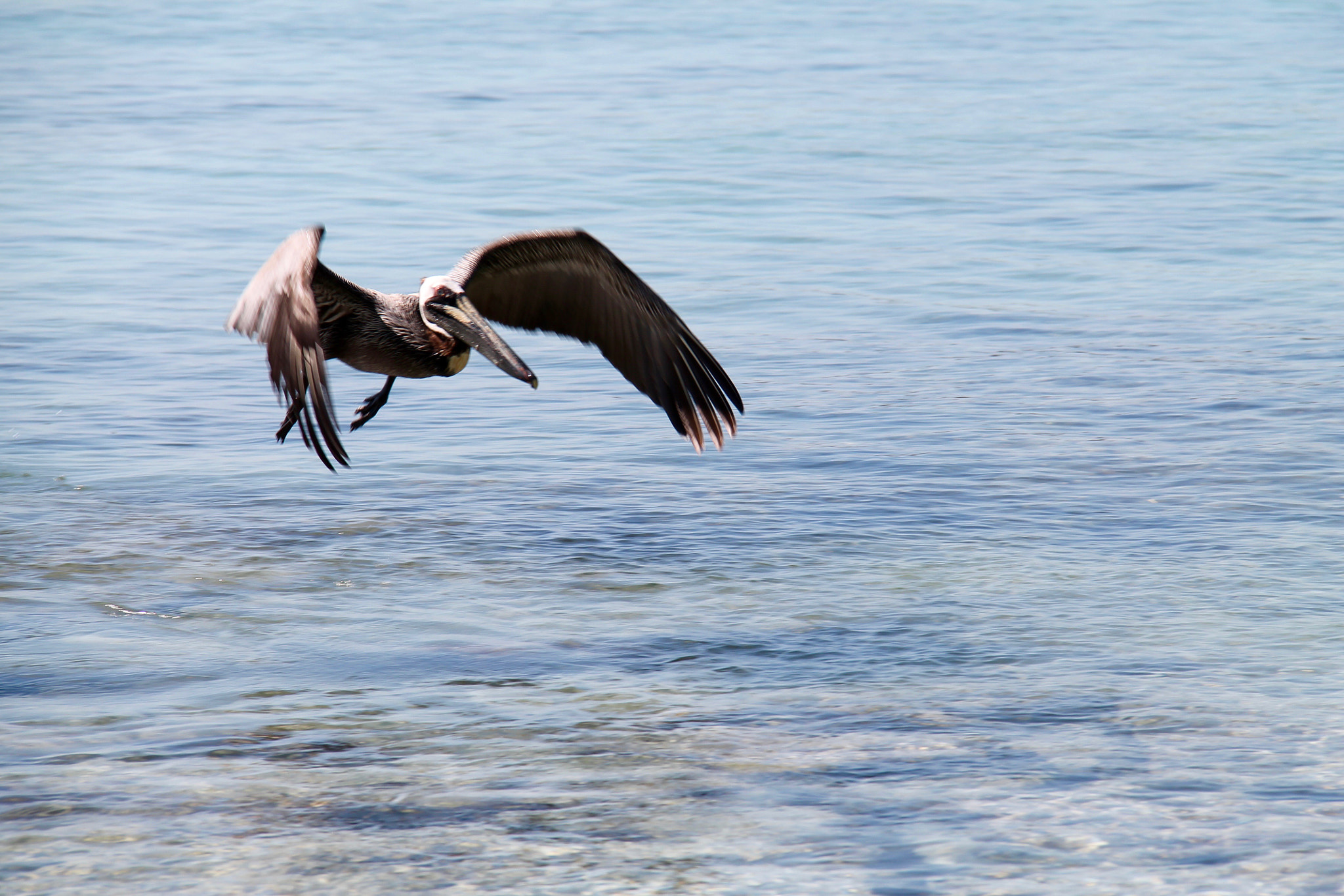 Canon EF-S 18-200mm F3.5-5.6 IS sample photo. Pelican 1 photography