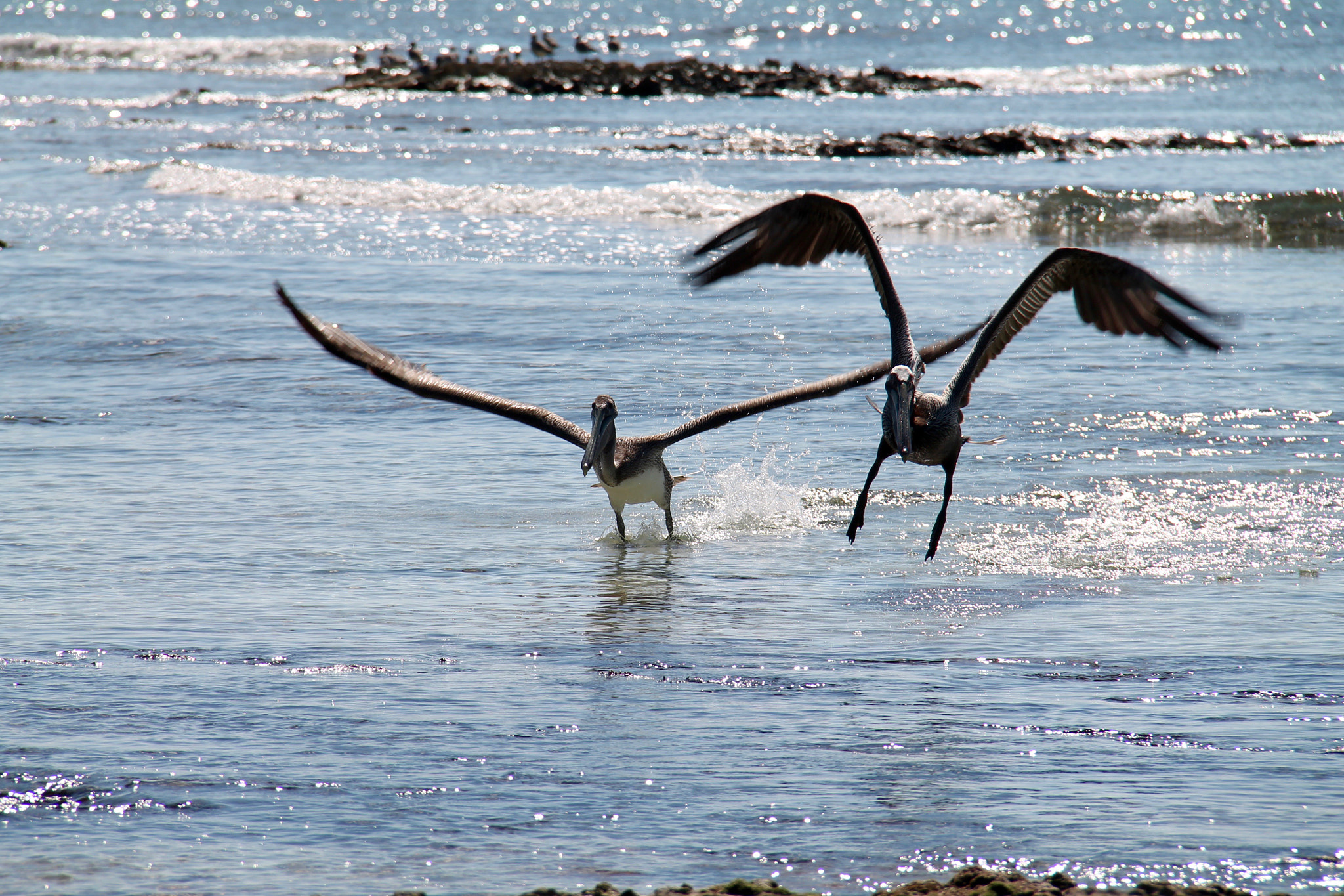 Canon EF-S 18-200mm F3.5-5.6 IS sample photo. Pelicans photography